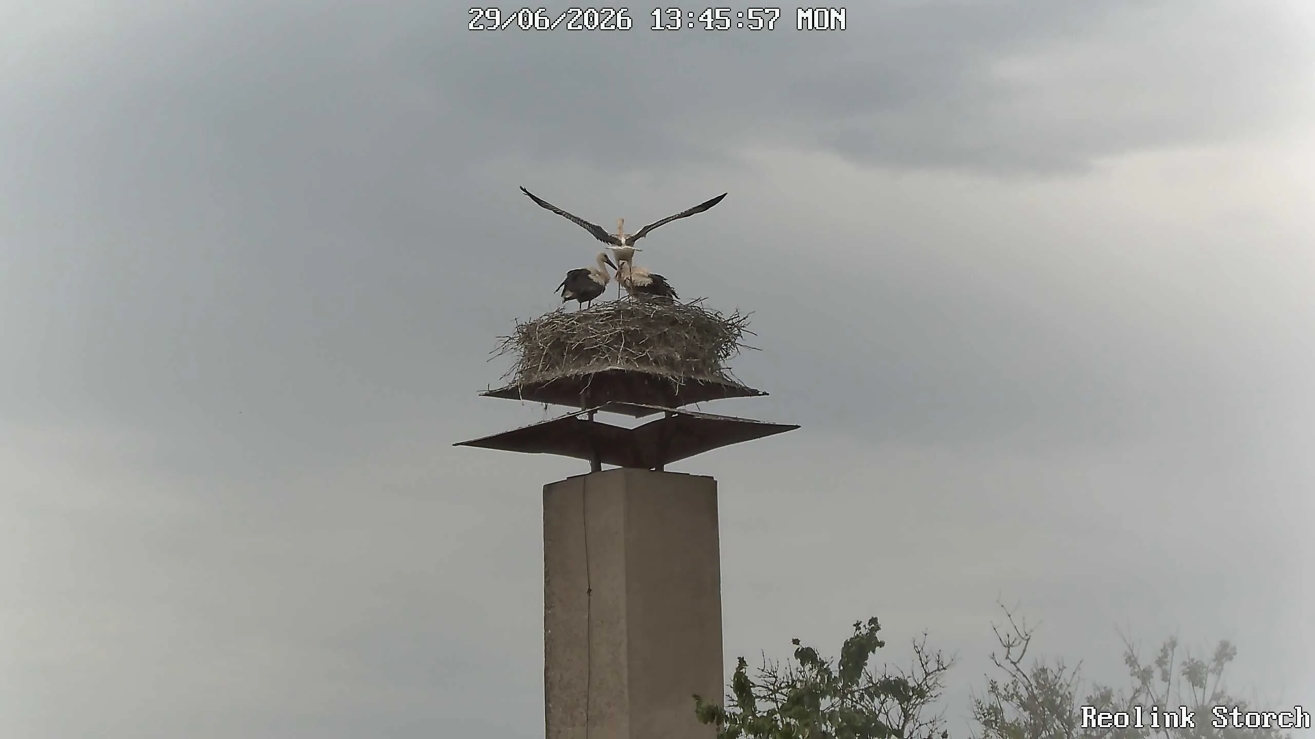 Storchencam Bild