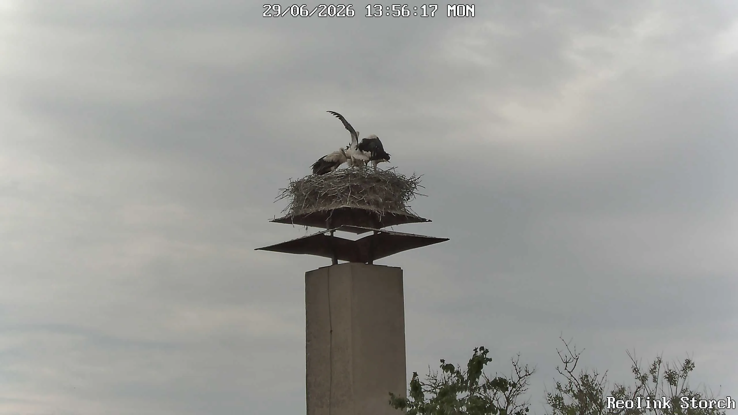 Storchencam Bild