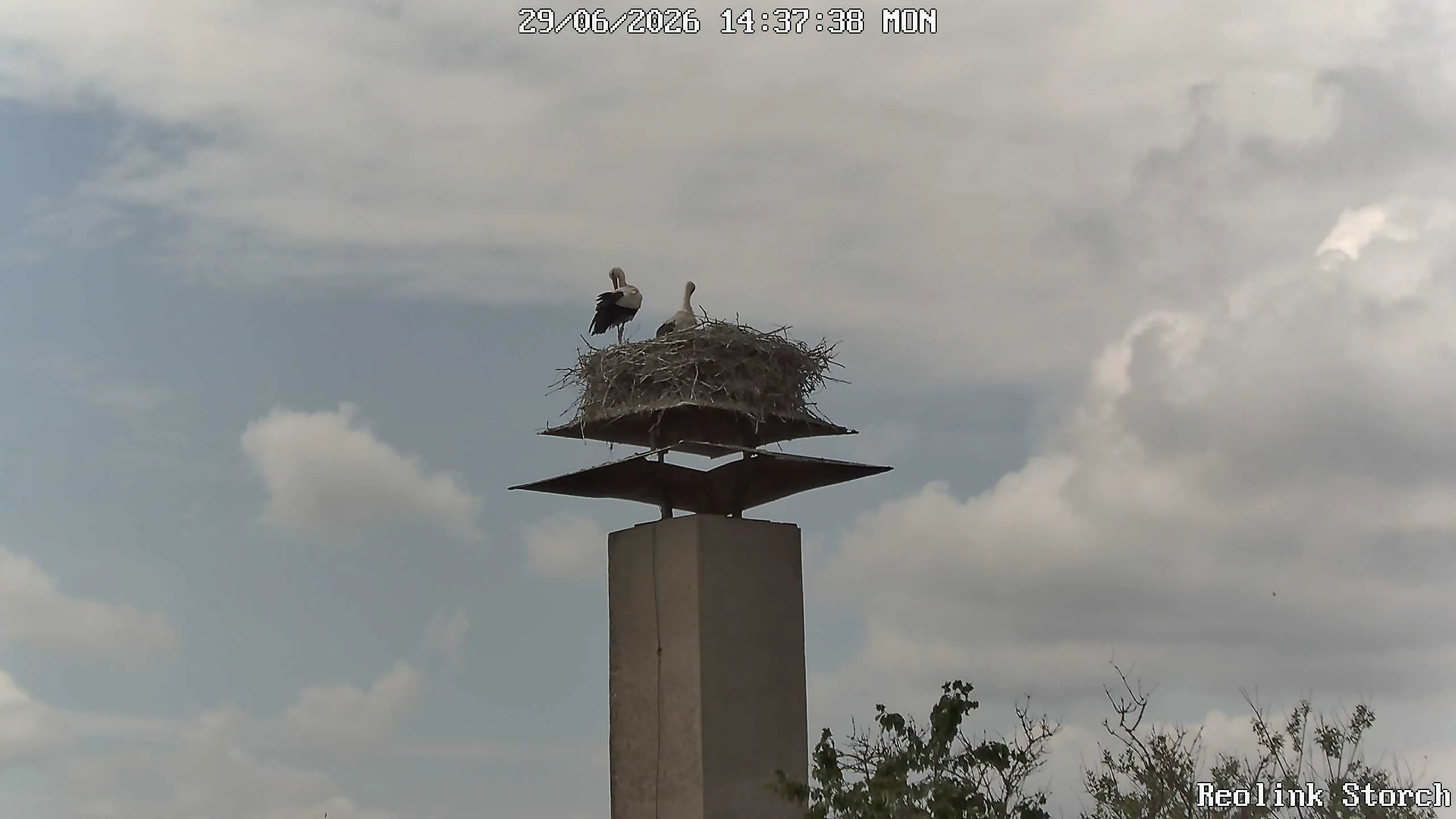 Storchencam Bild