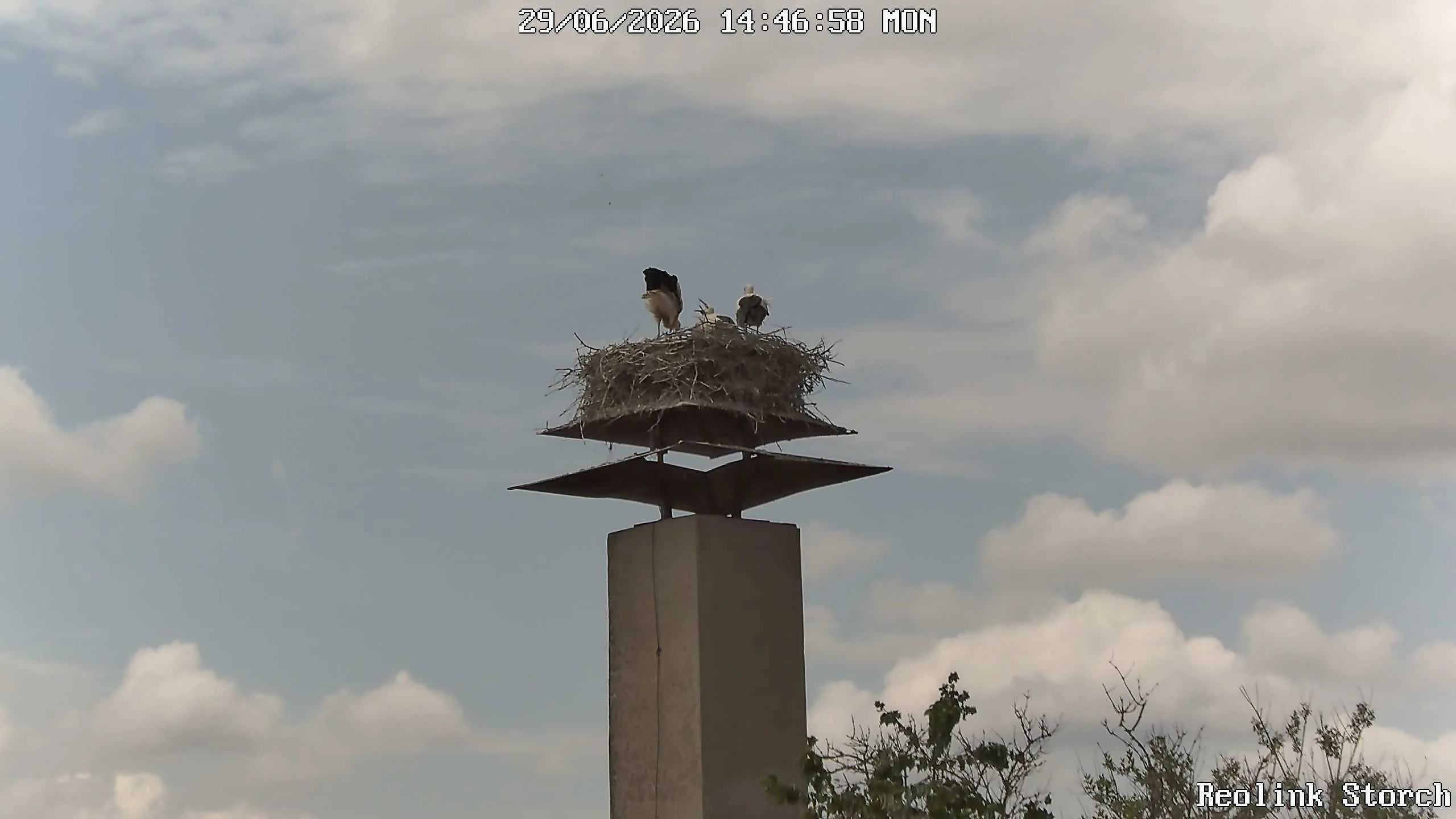 Storchencam Bild