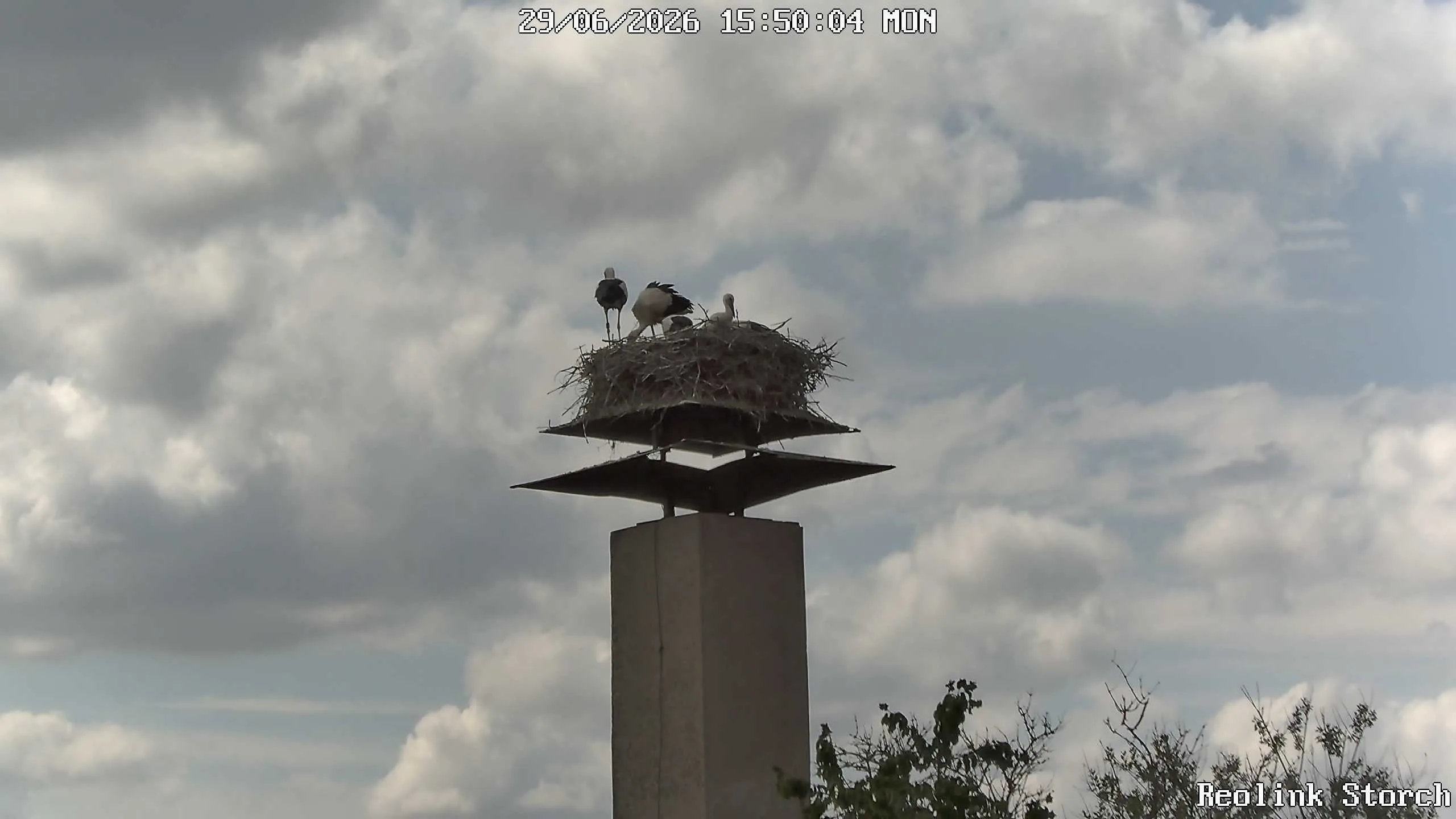 Storchencam Bild