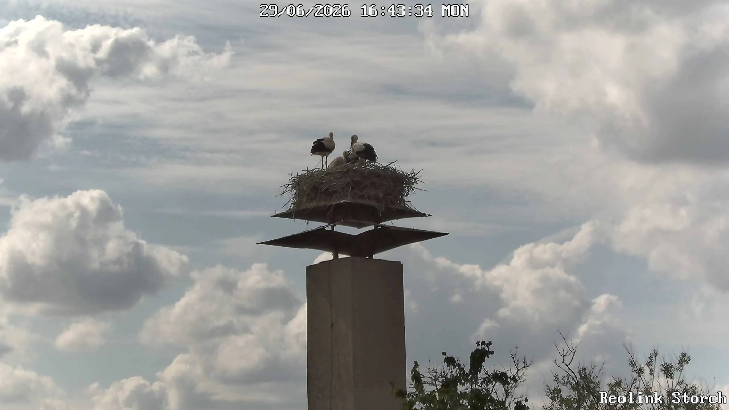 Storchencam Bild