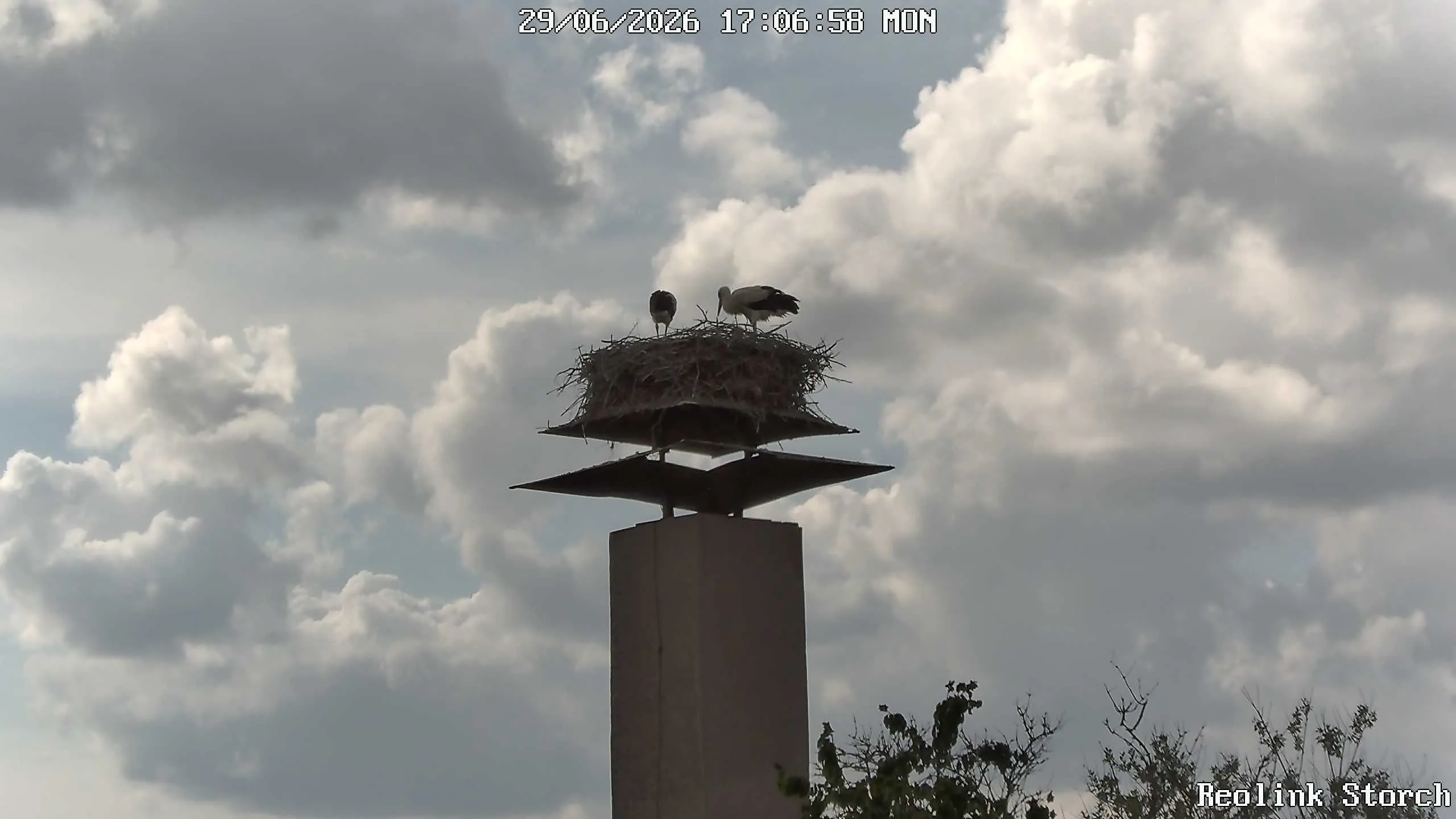 Storchencam Bild