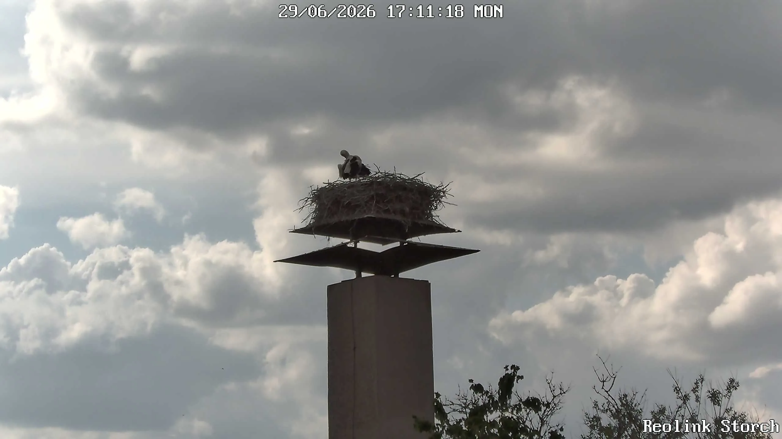 Storchencam Bild