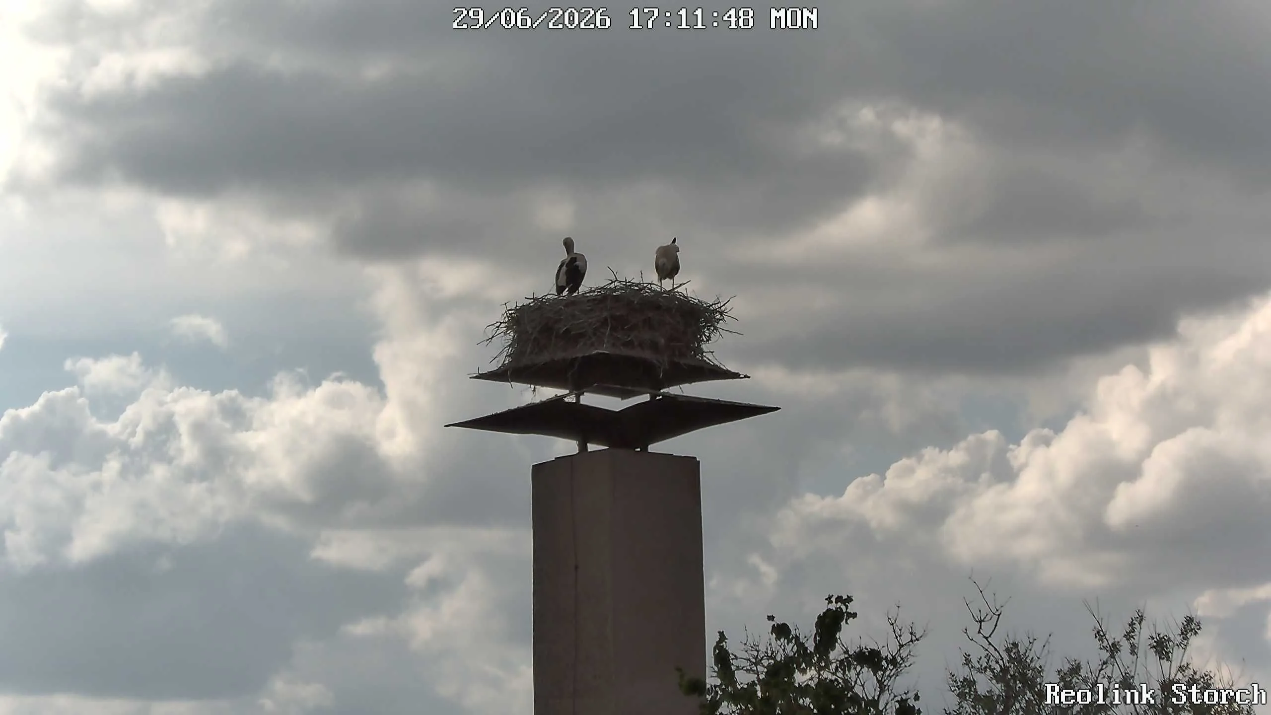 Storchencam Bild