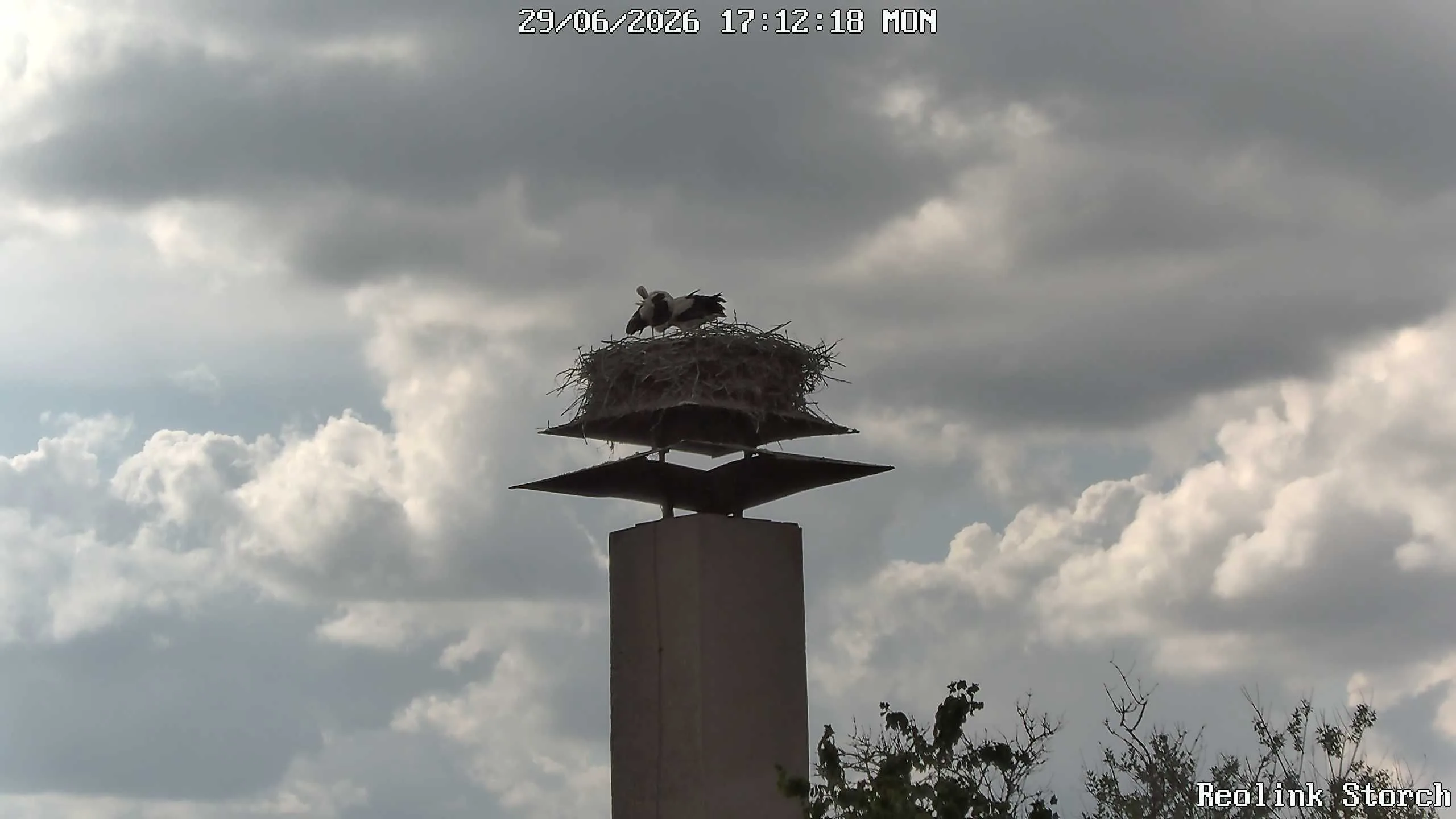 Storchencam Bild
