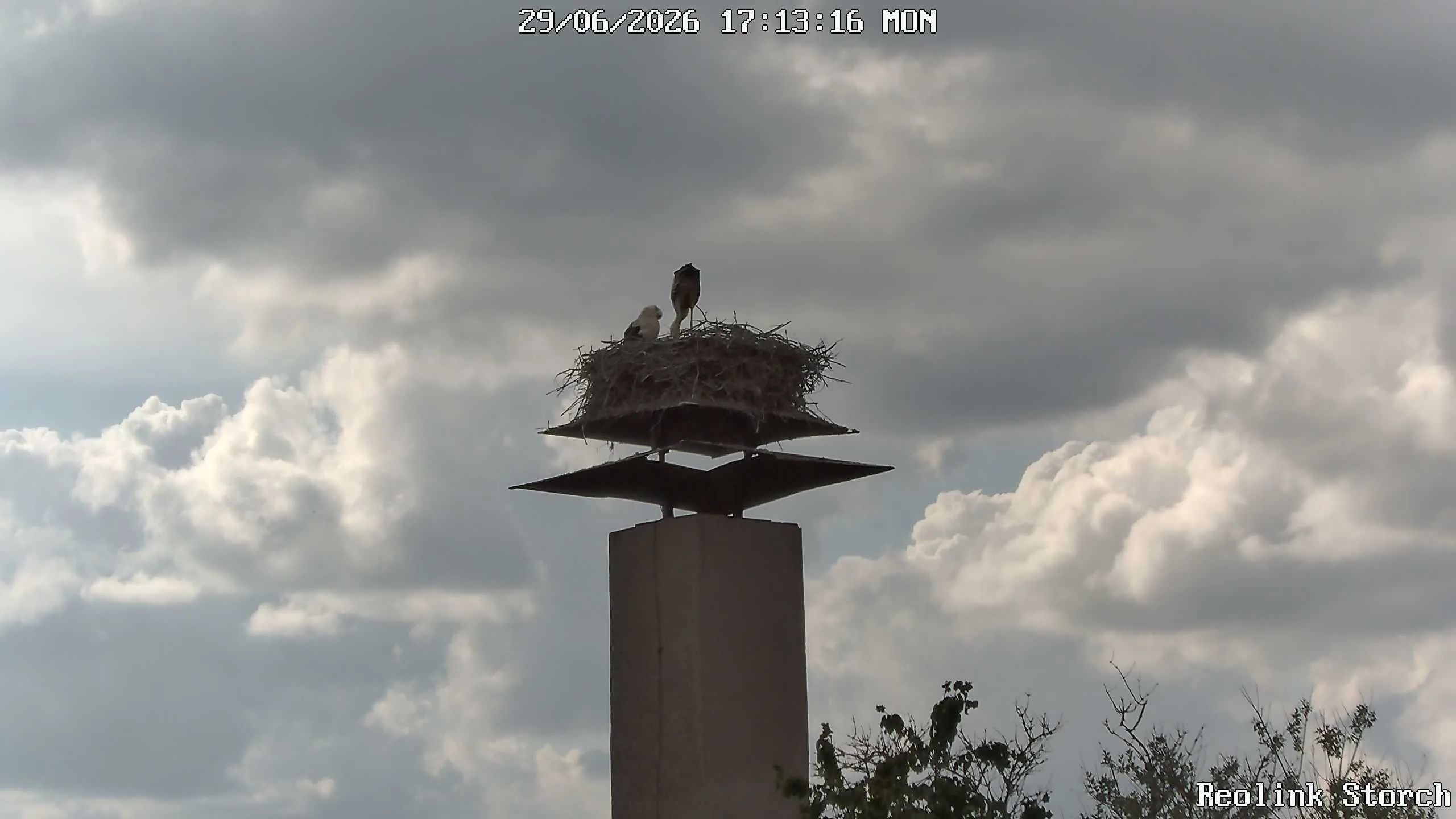 Storchencam Bild