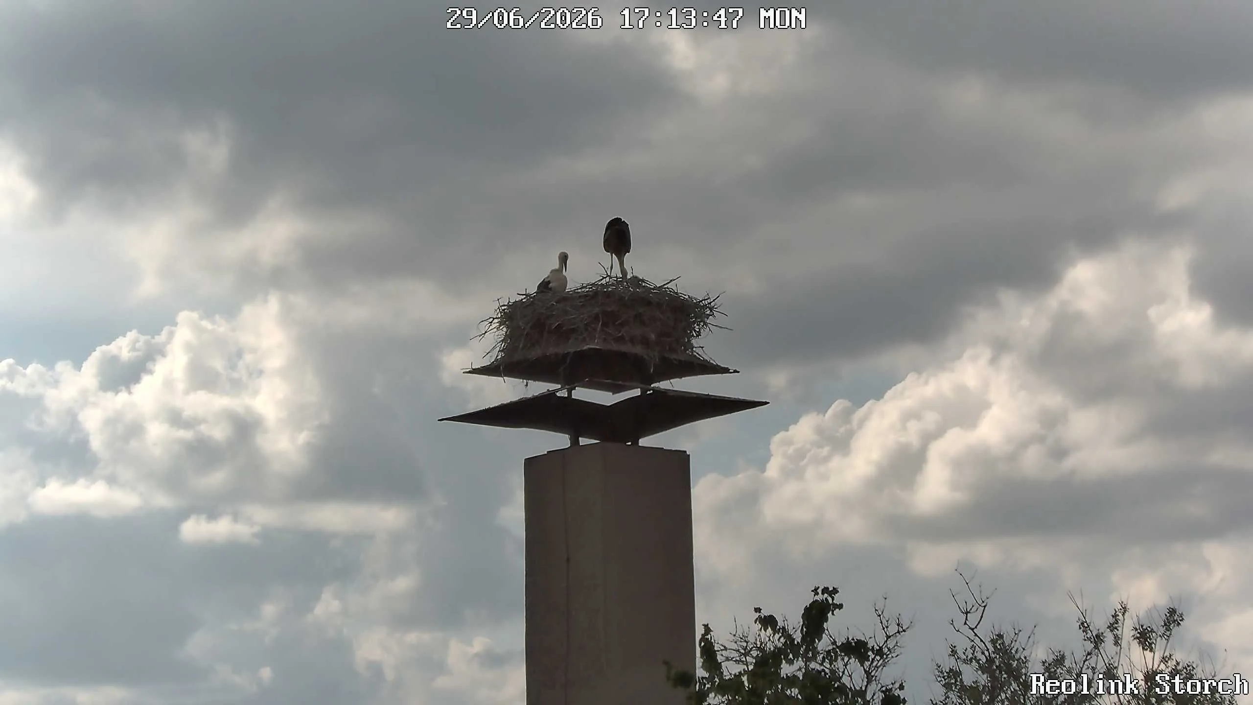 Storchencam Bild