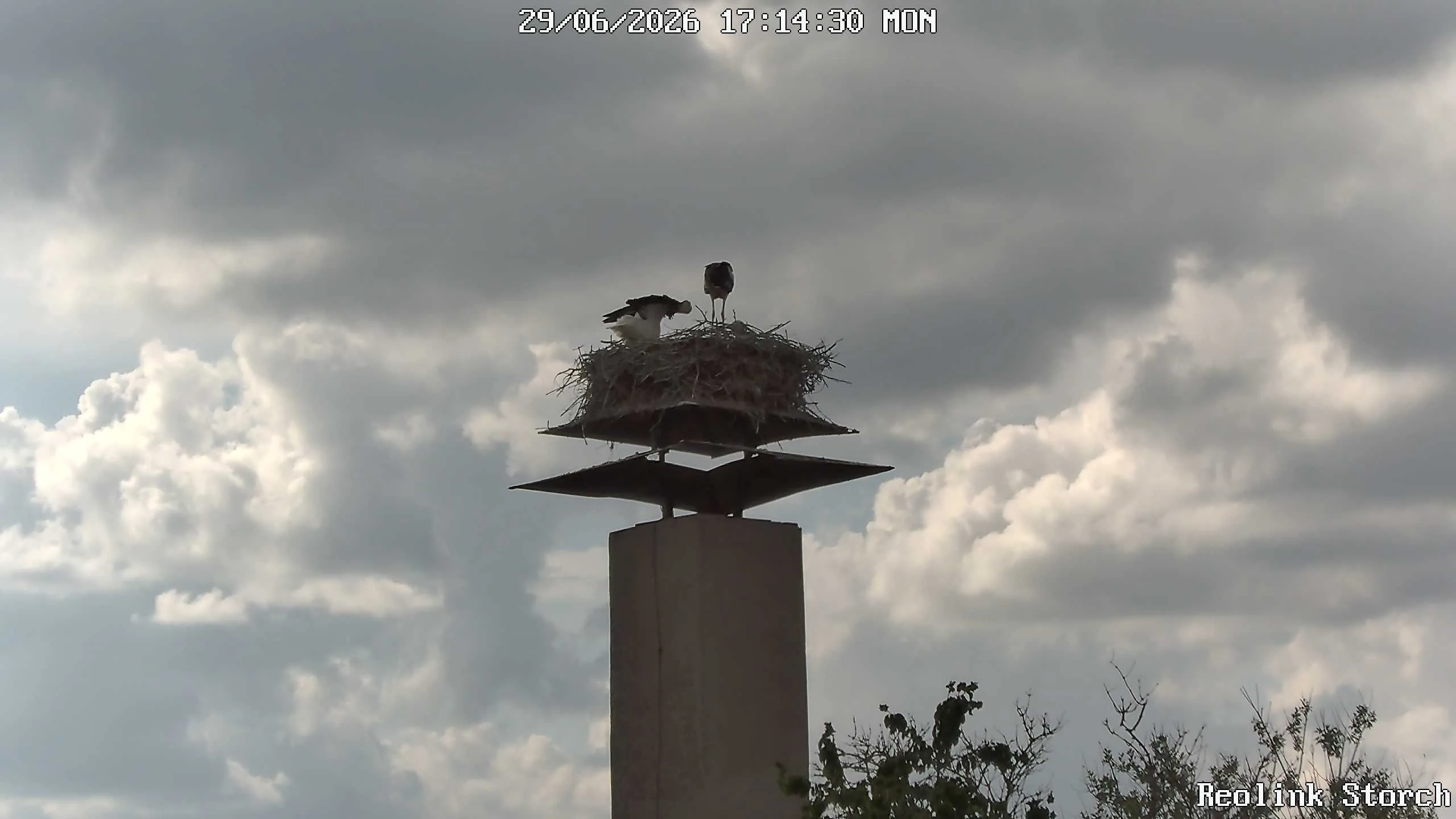 Storchencam Bild