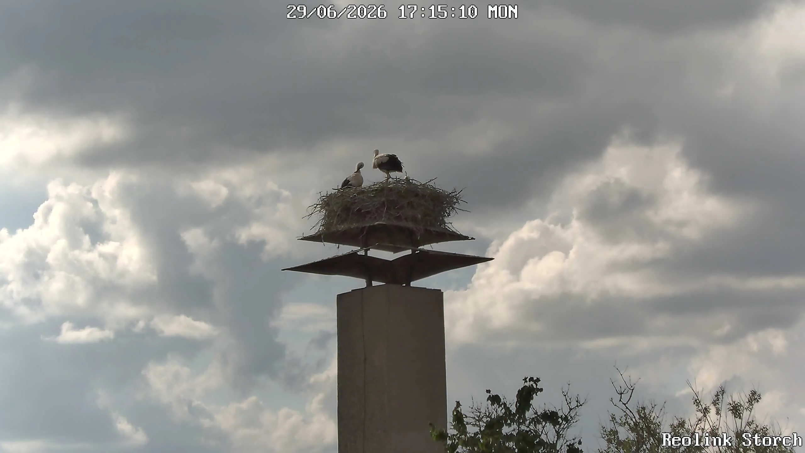 Storchencam Bild