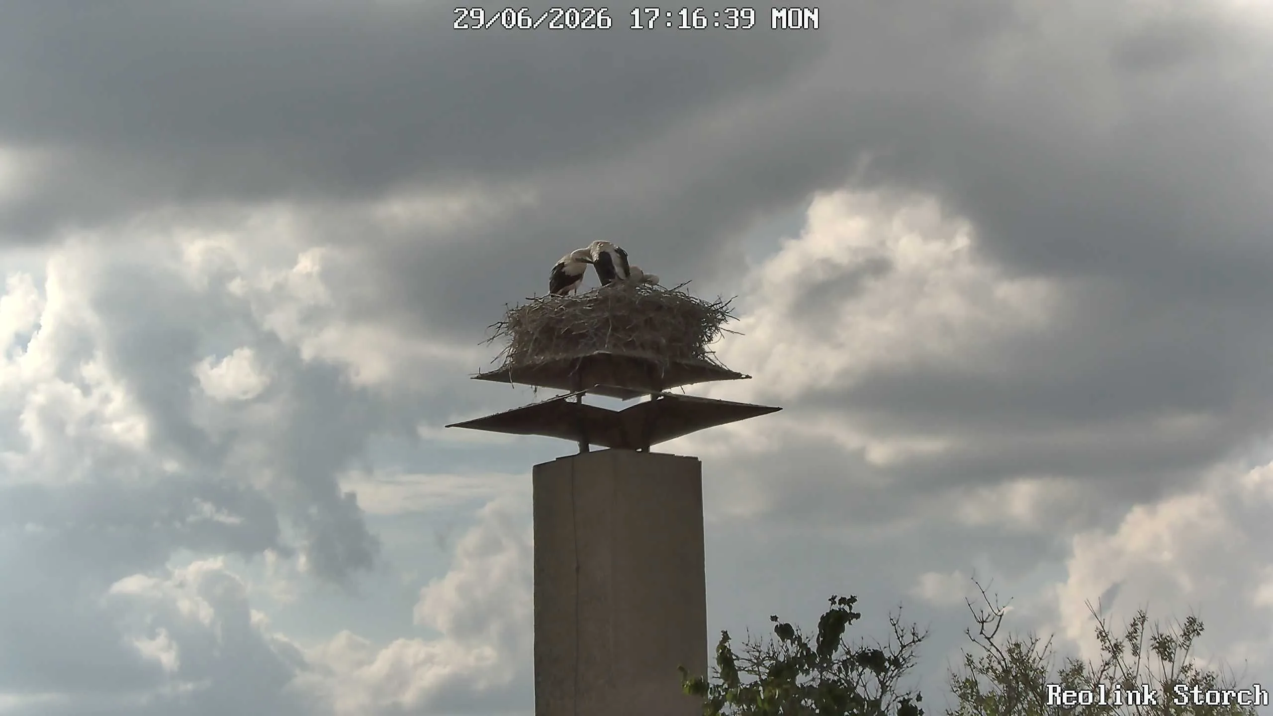 Storchencam Bild