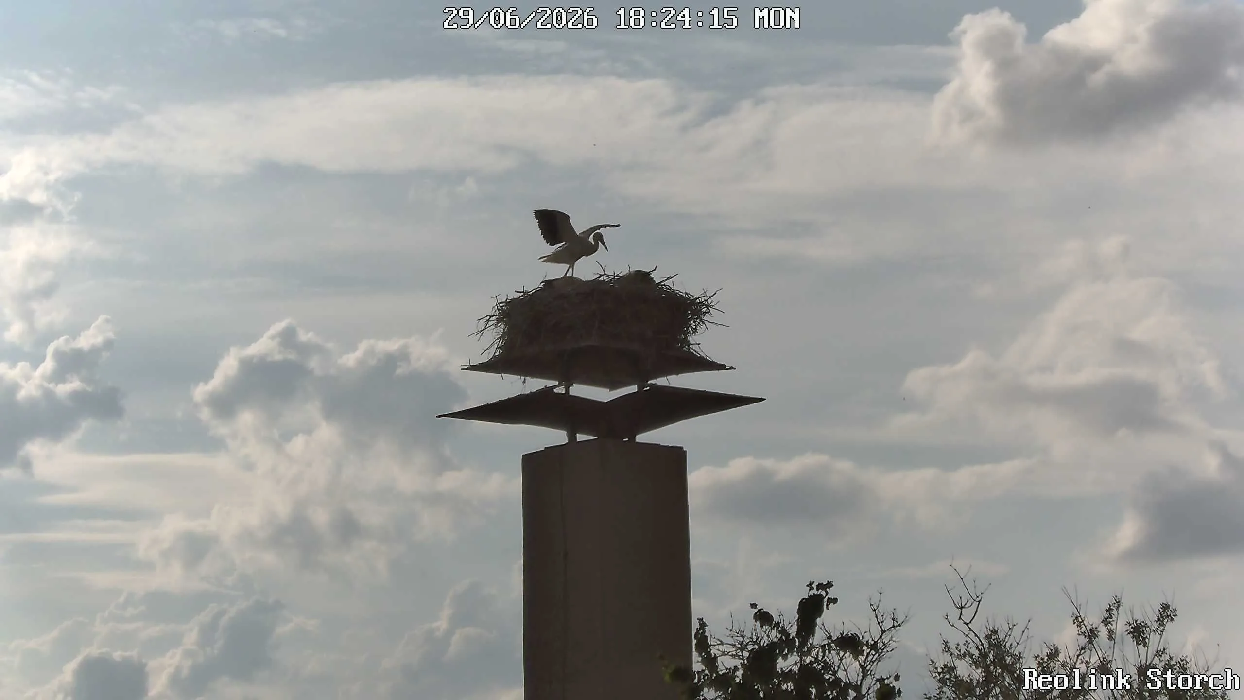Storchencam Bild