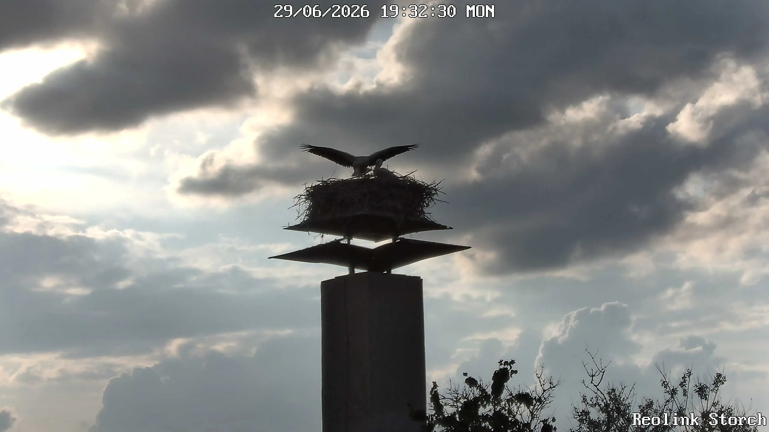 Storchencam Bild