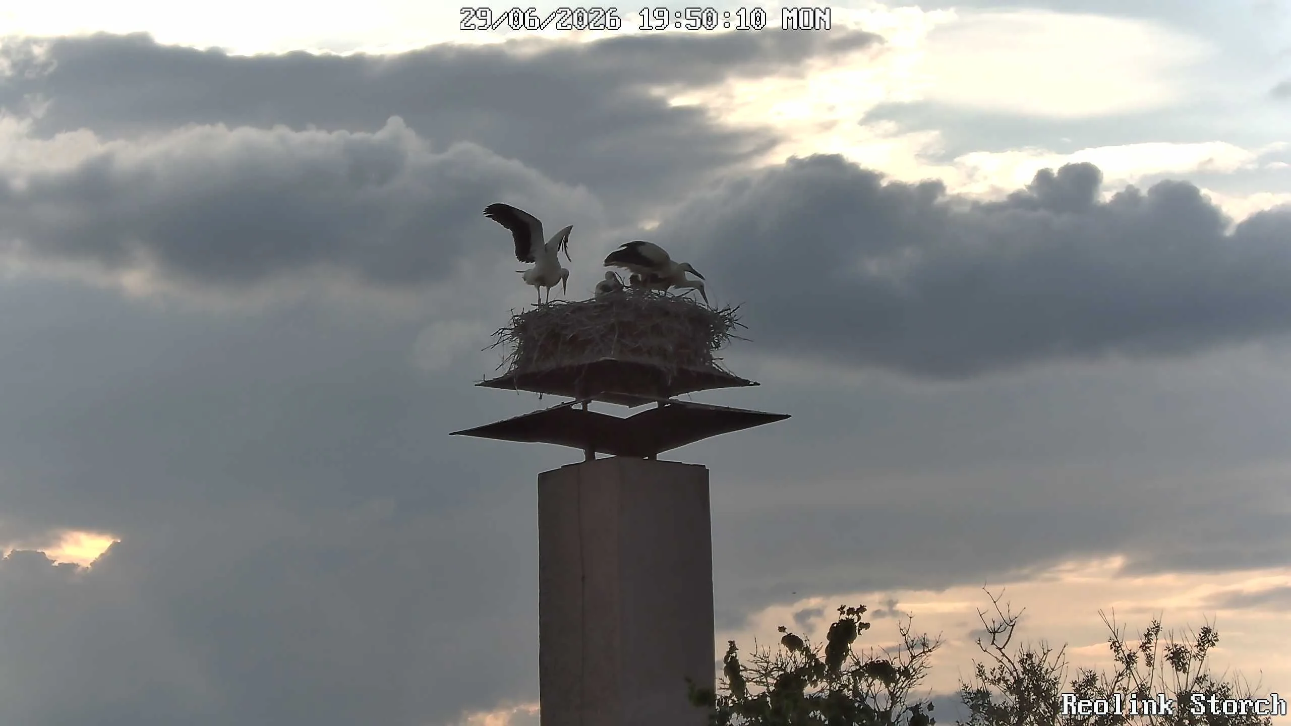 Storchencam Bild
