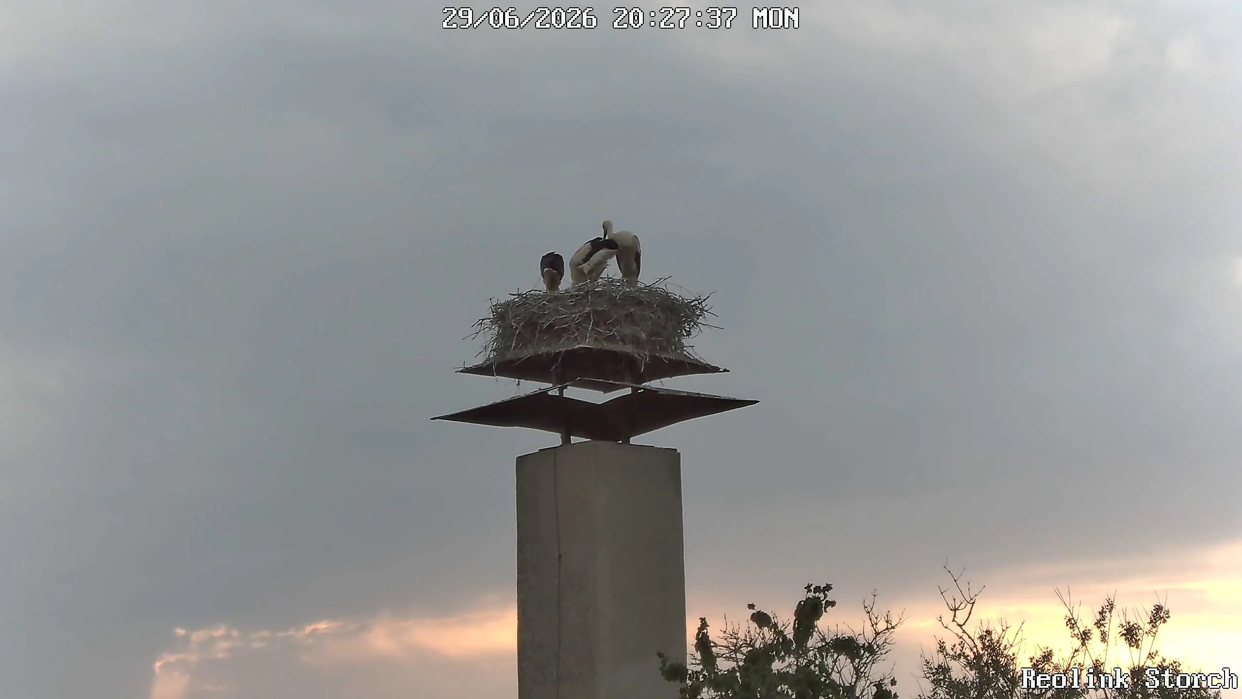 Storchencam Bild