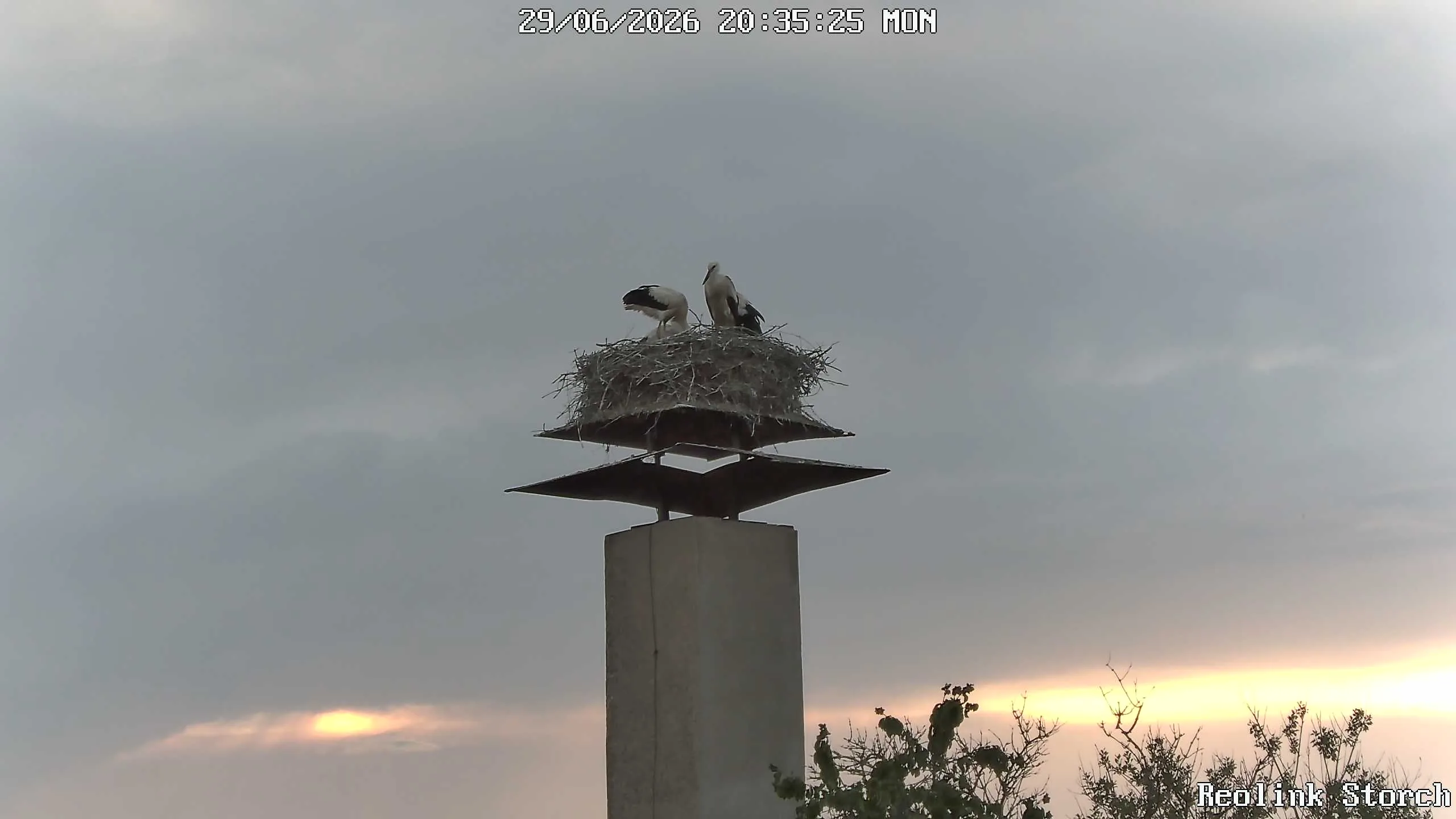 Storchencam Bild
