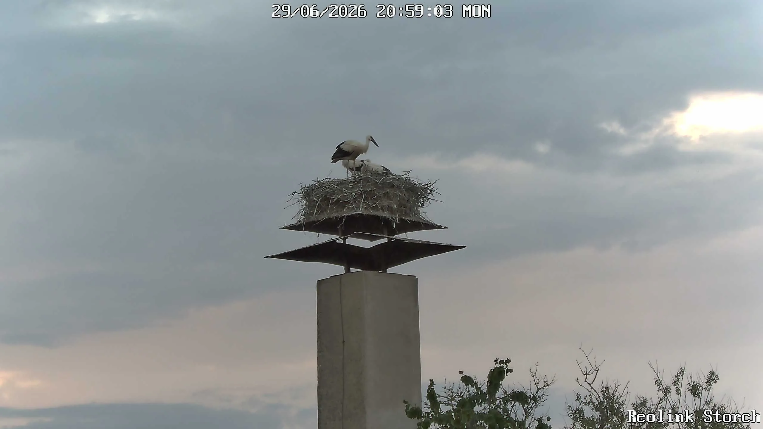 Storchencam Bild