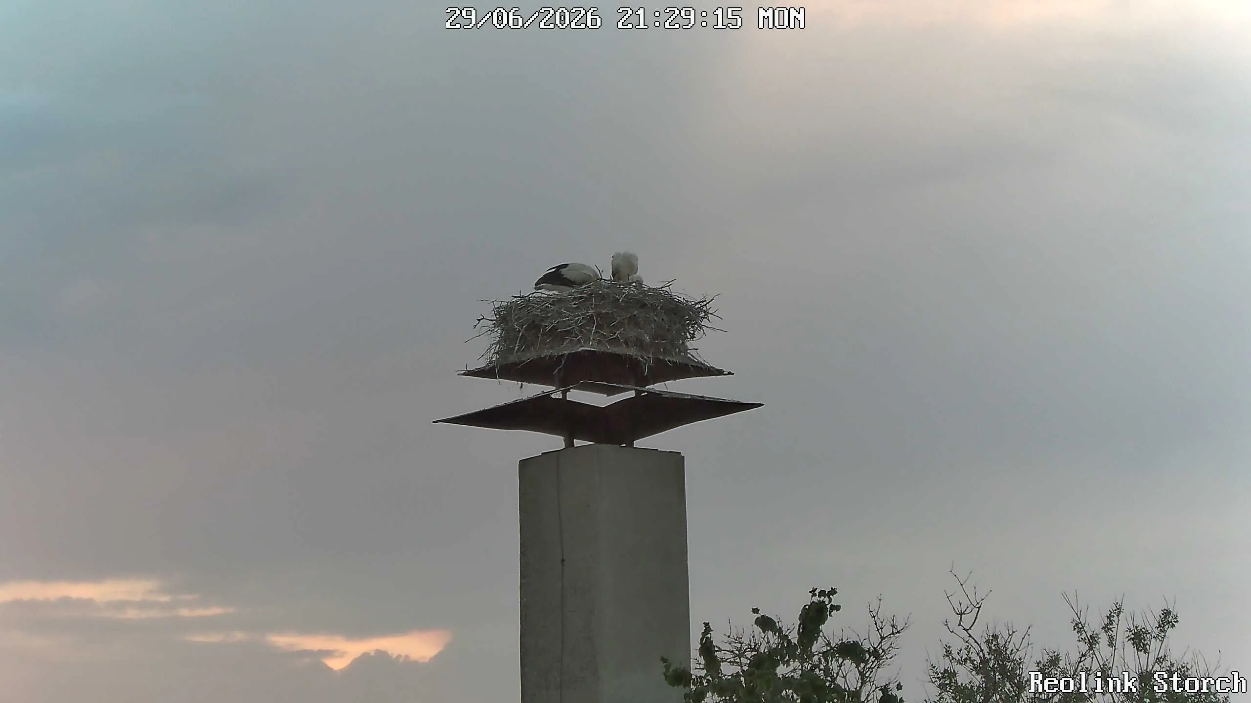 Storchencam Bild