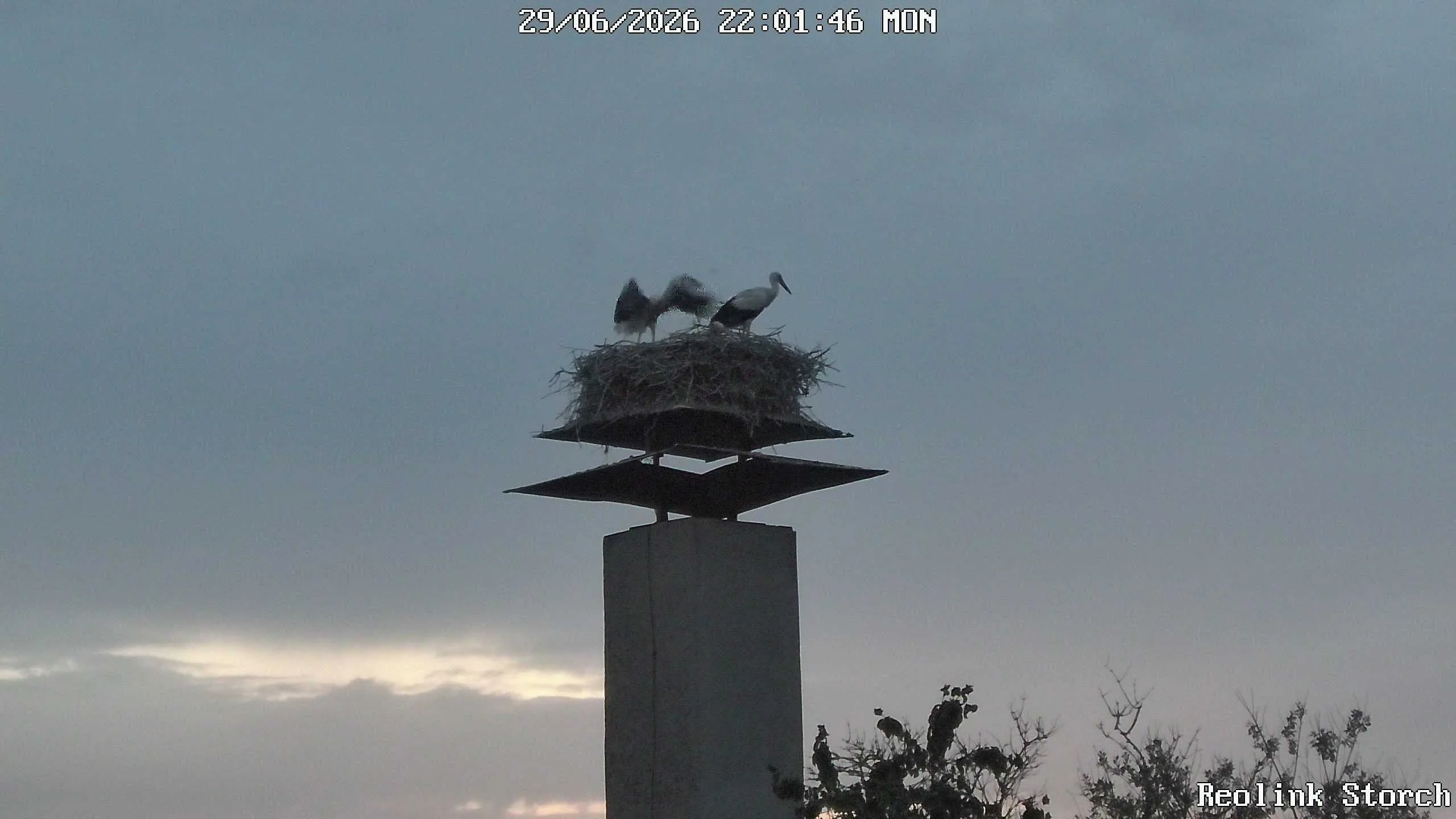 Storchencam Bild
