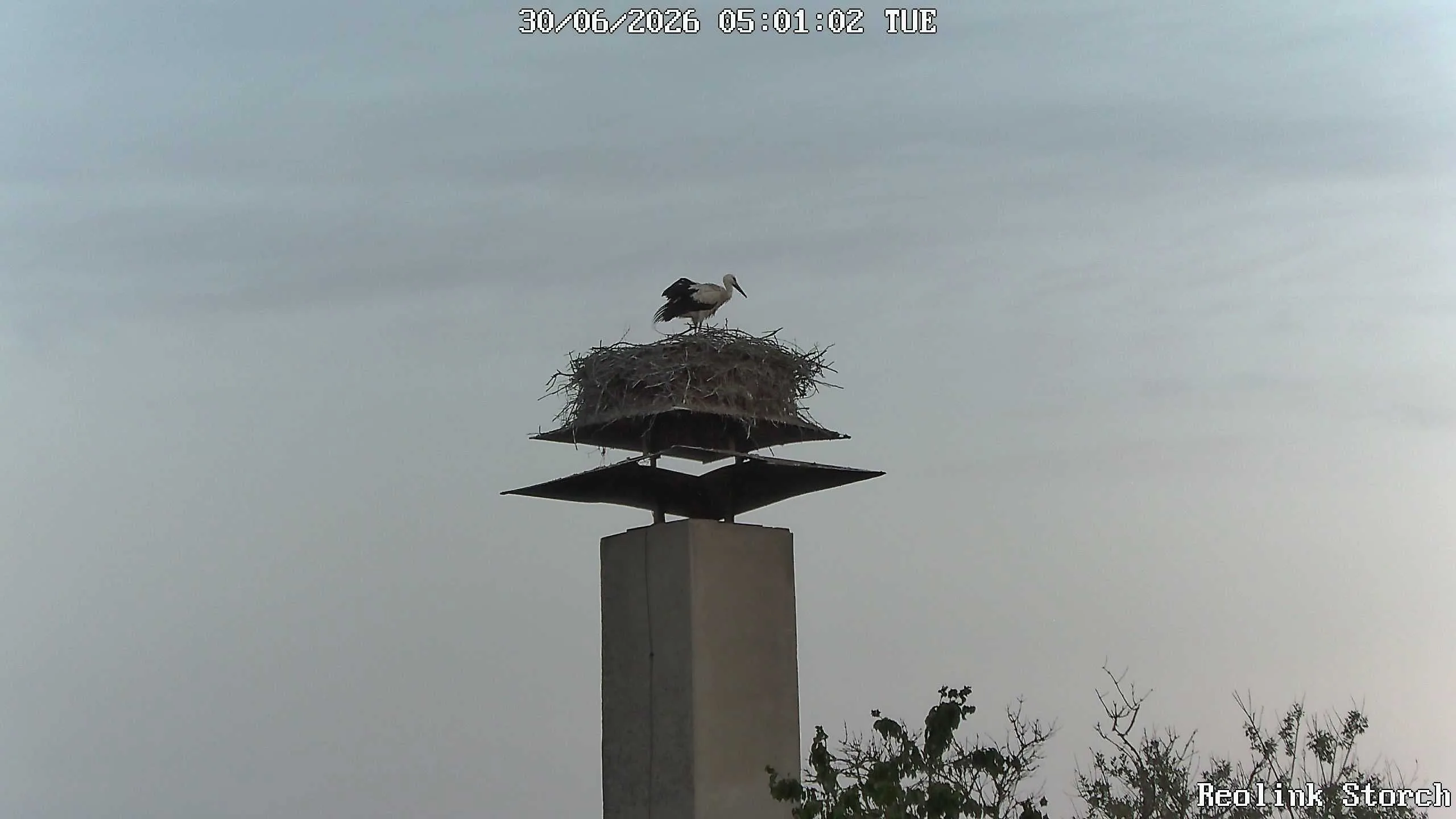 Storchencam Bild