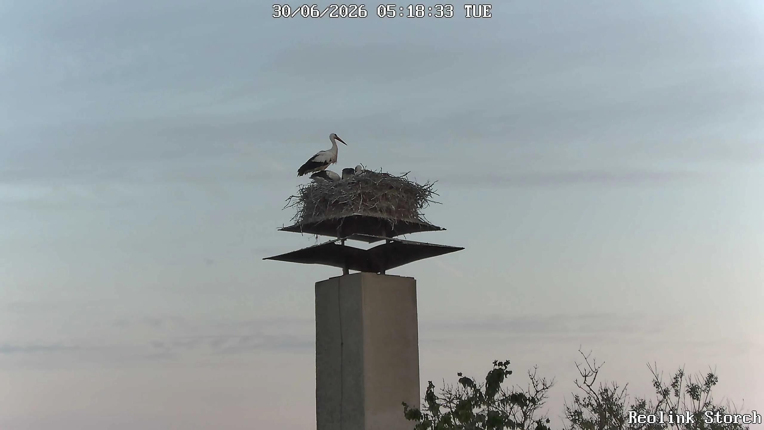 Storchencam Bild