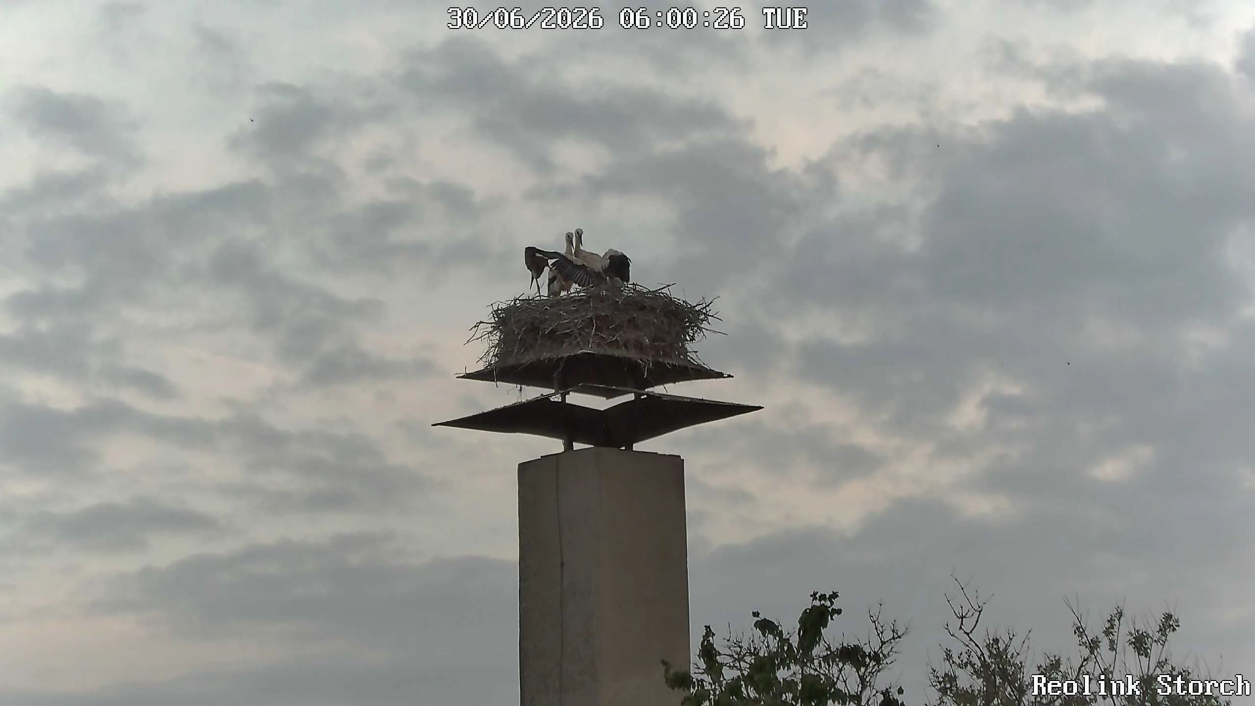 Storchencam Bild