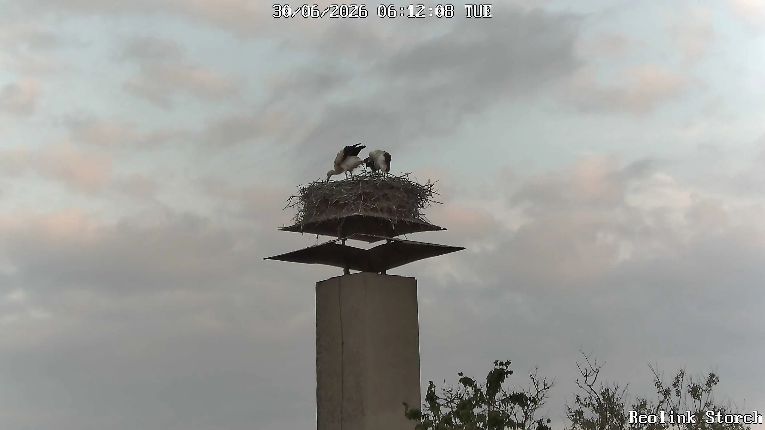 Storchencam Bild