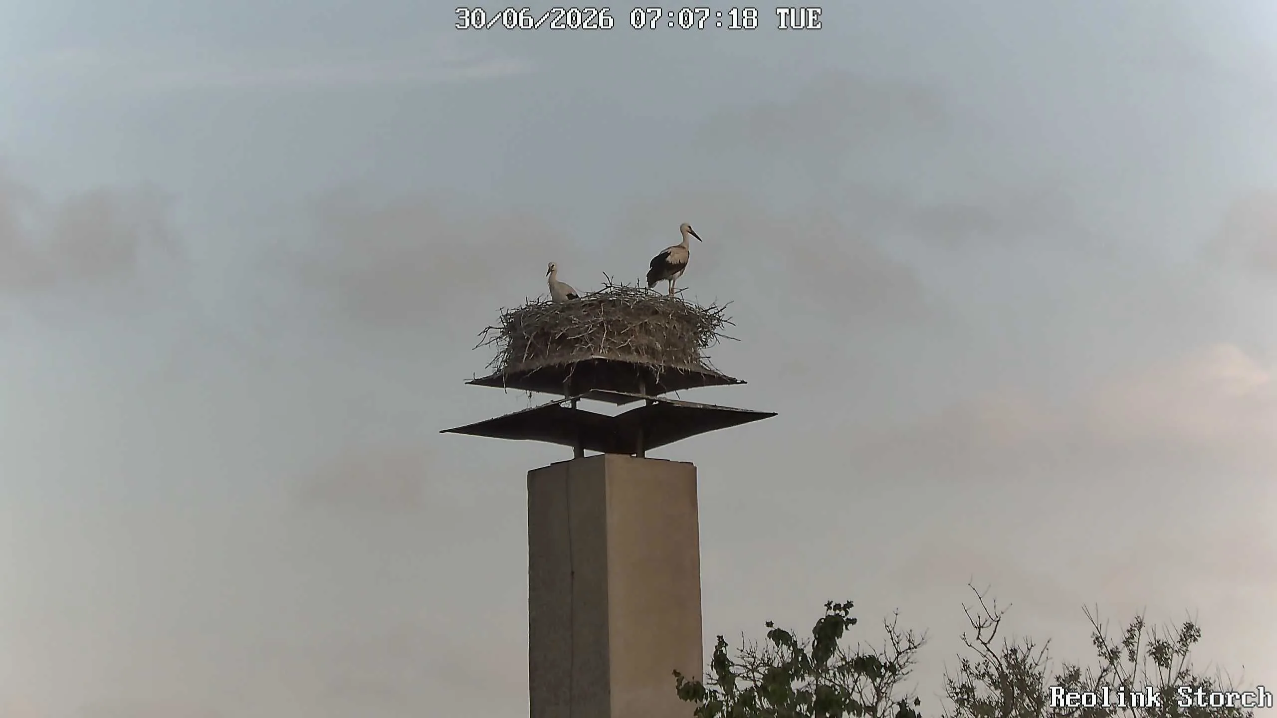 Storchencam Bild