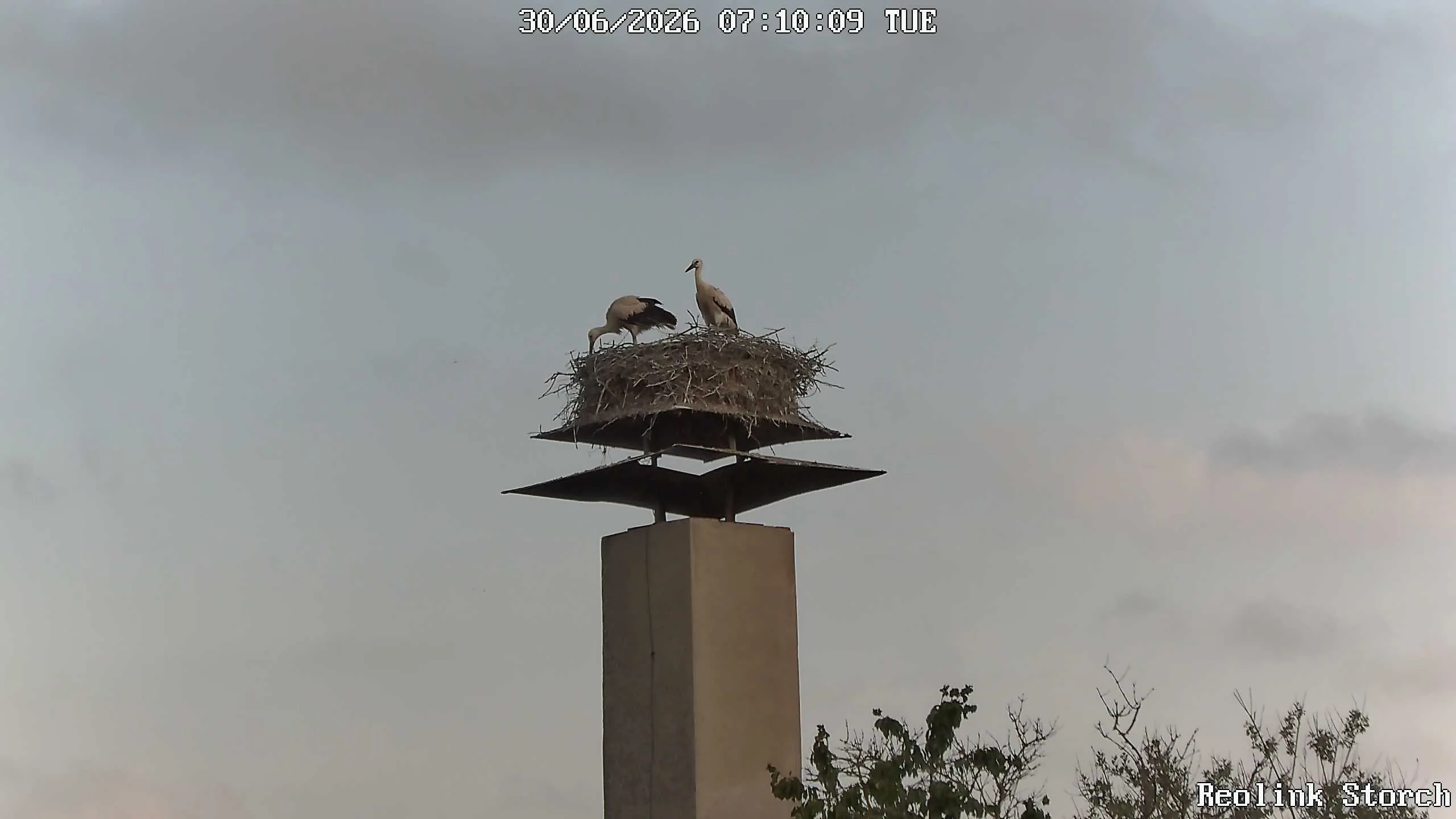 Storchencam Bild