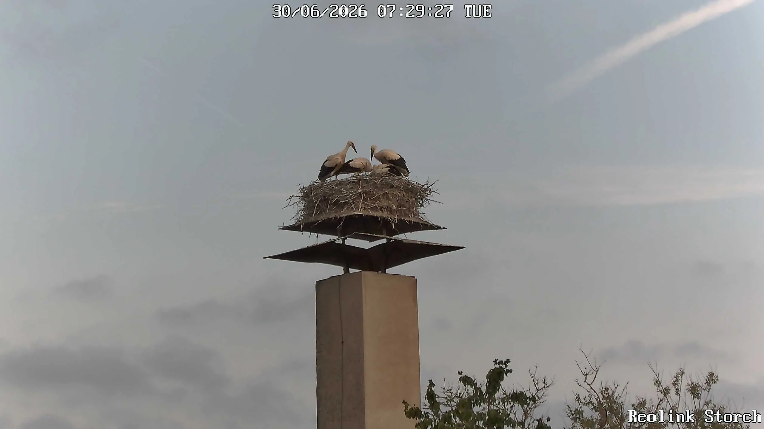 Storchencam Bild
