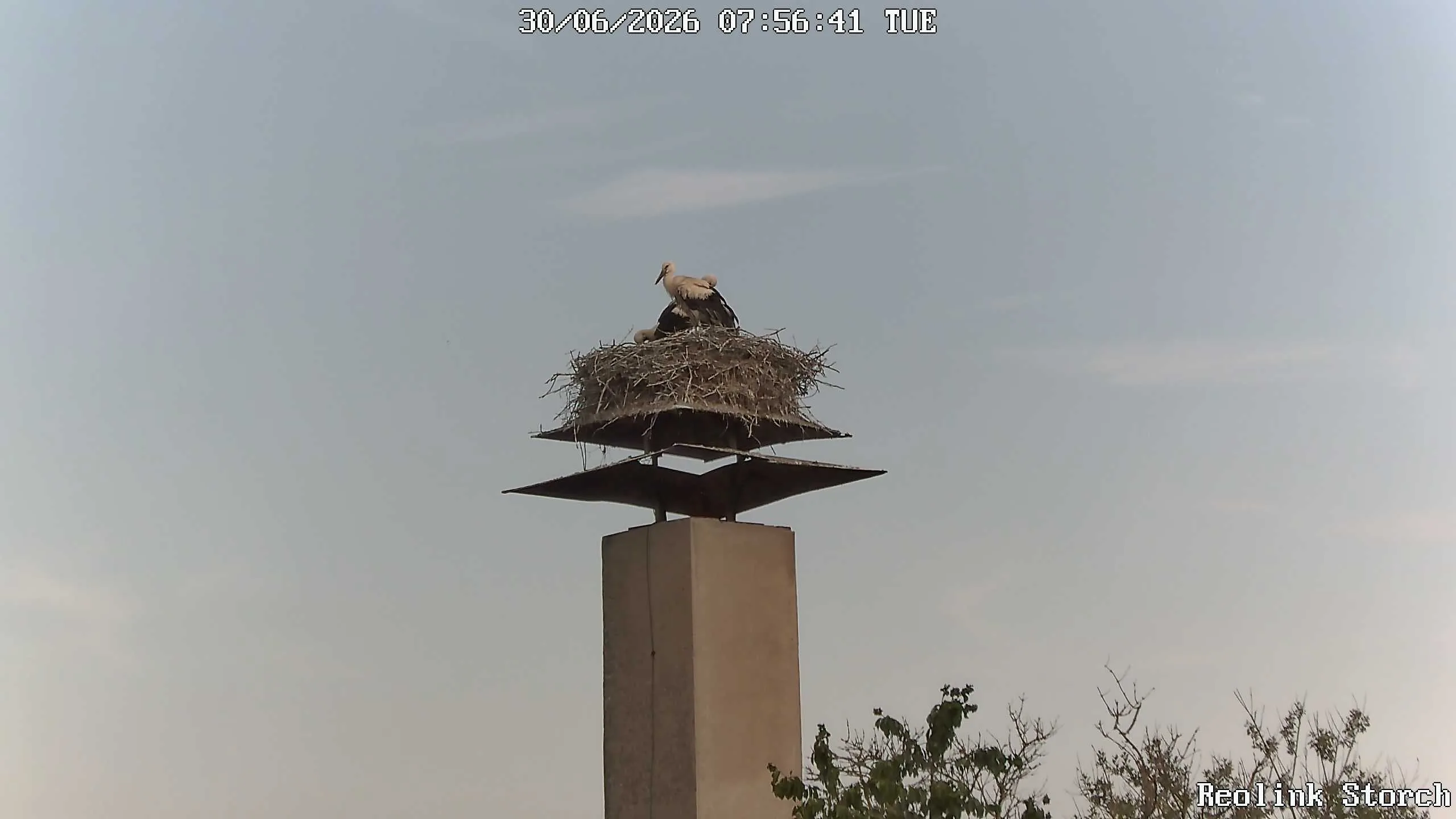Storchencam Bild