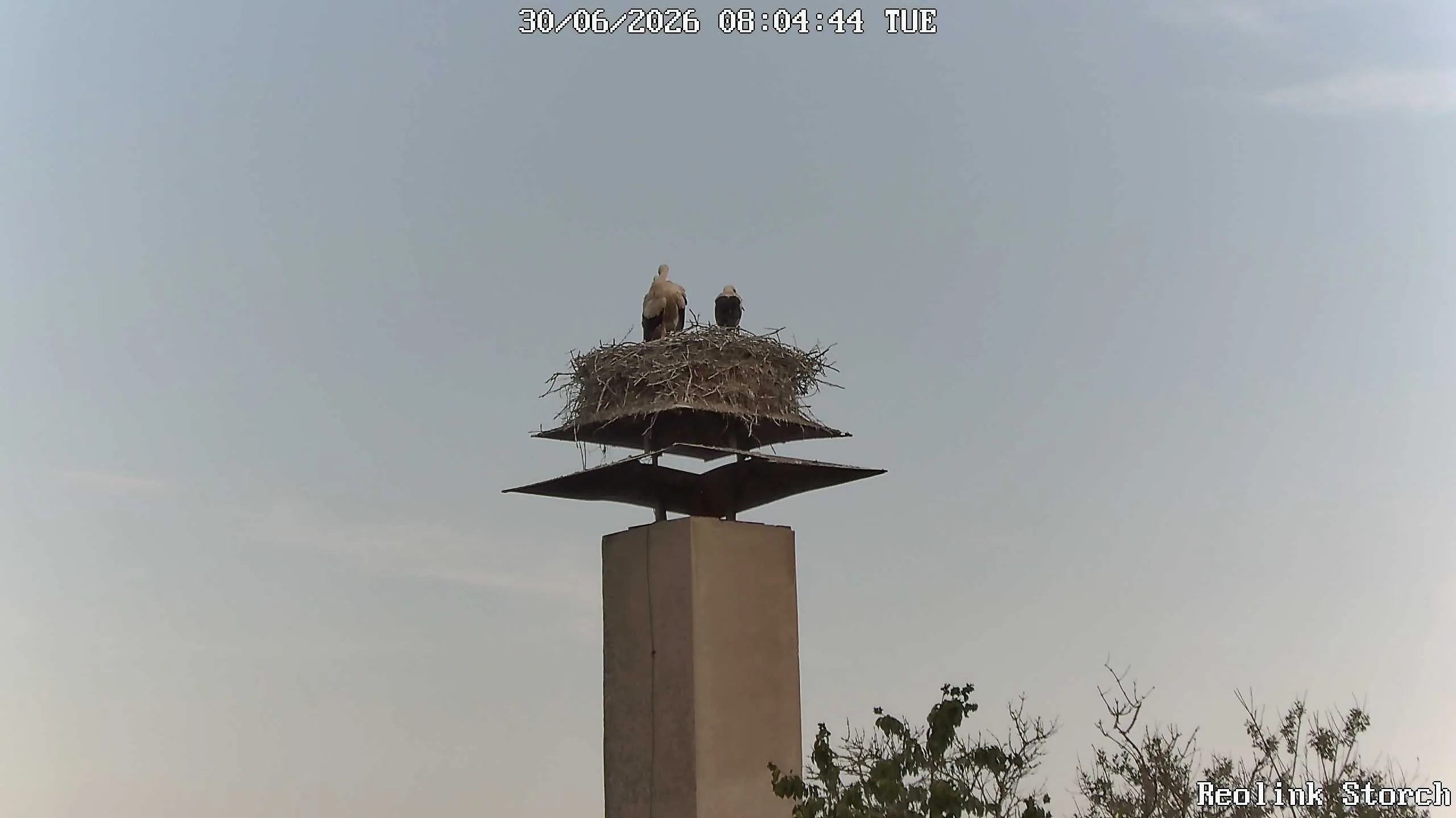 Storchencam Bild