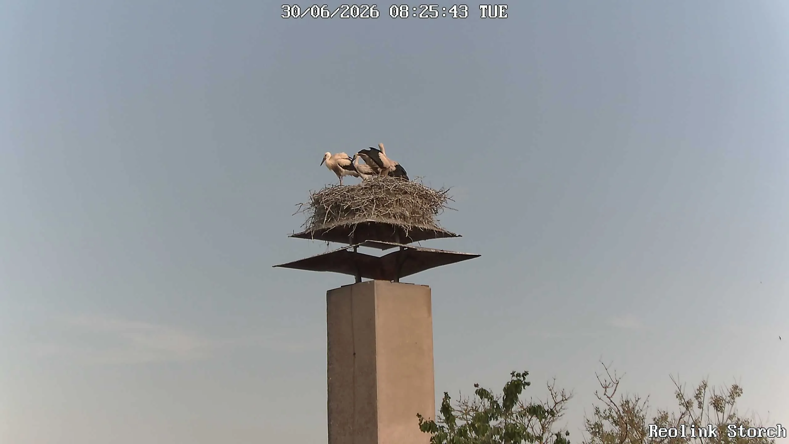 Storchencam Bild
