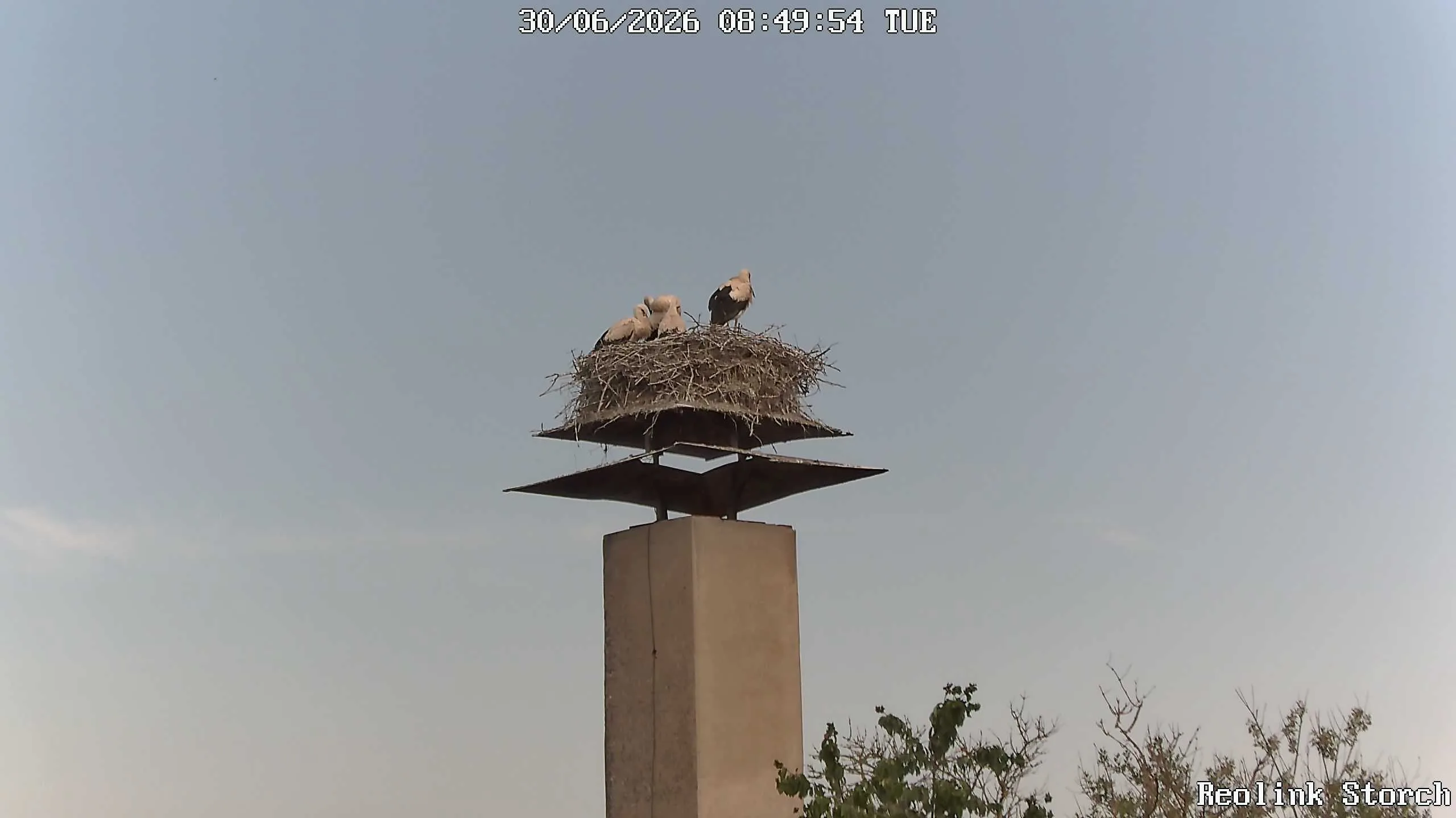 Storchencam Bild
