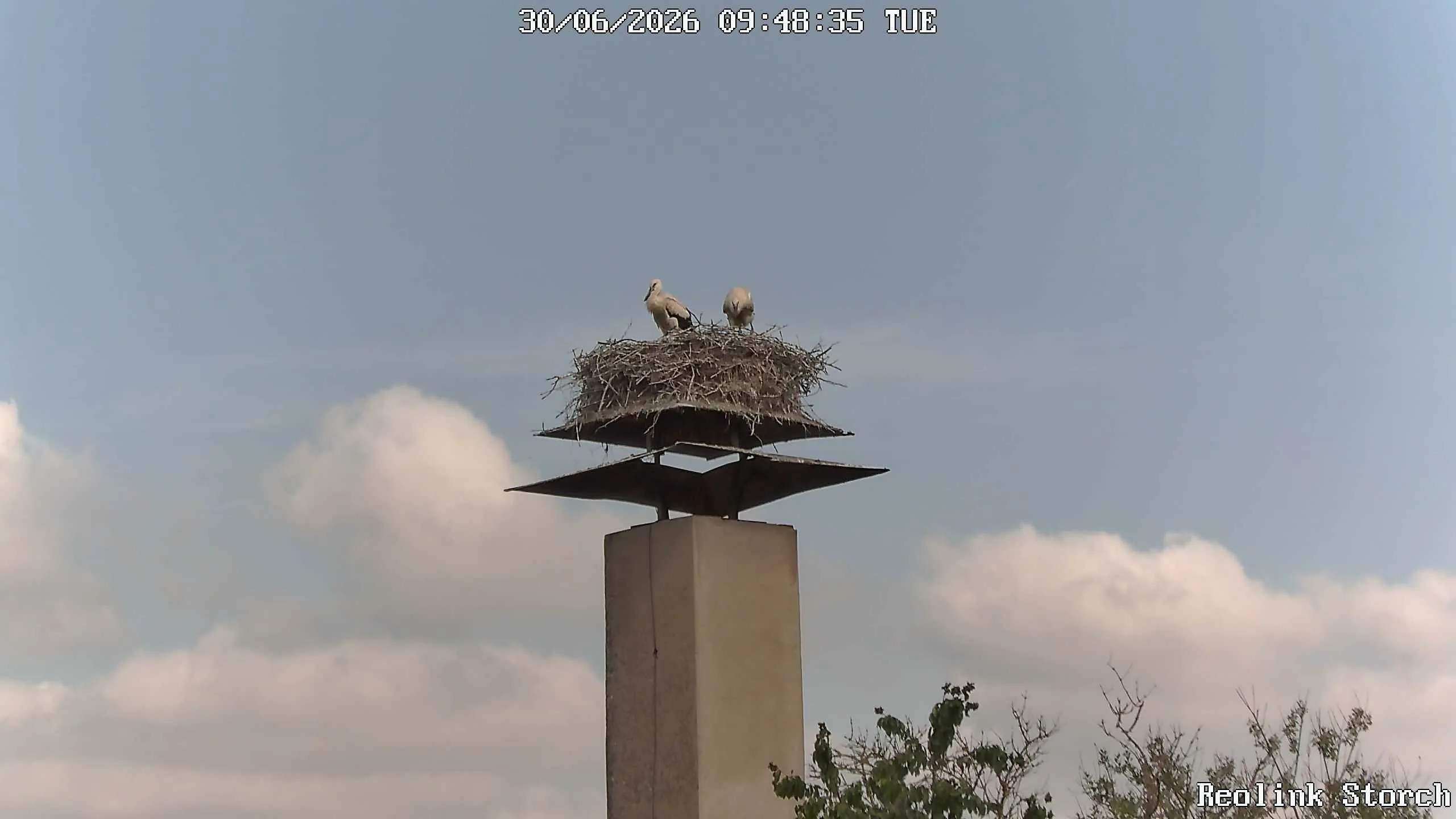 Storchencam Bild