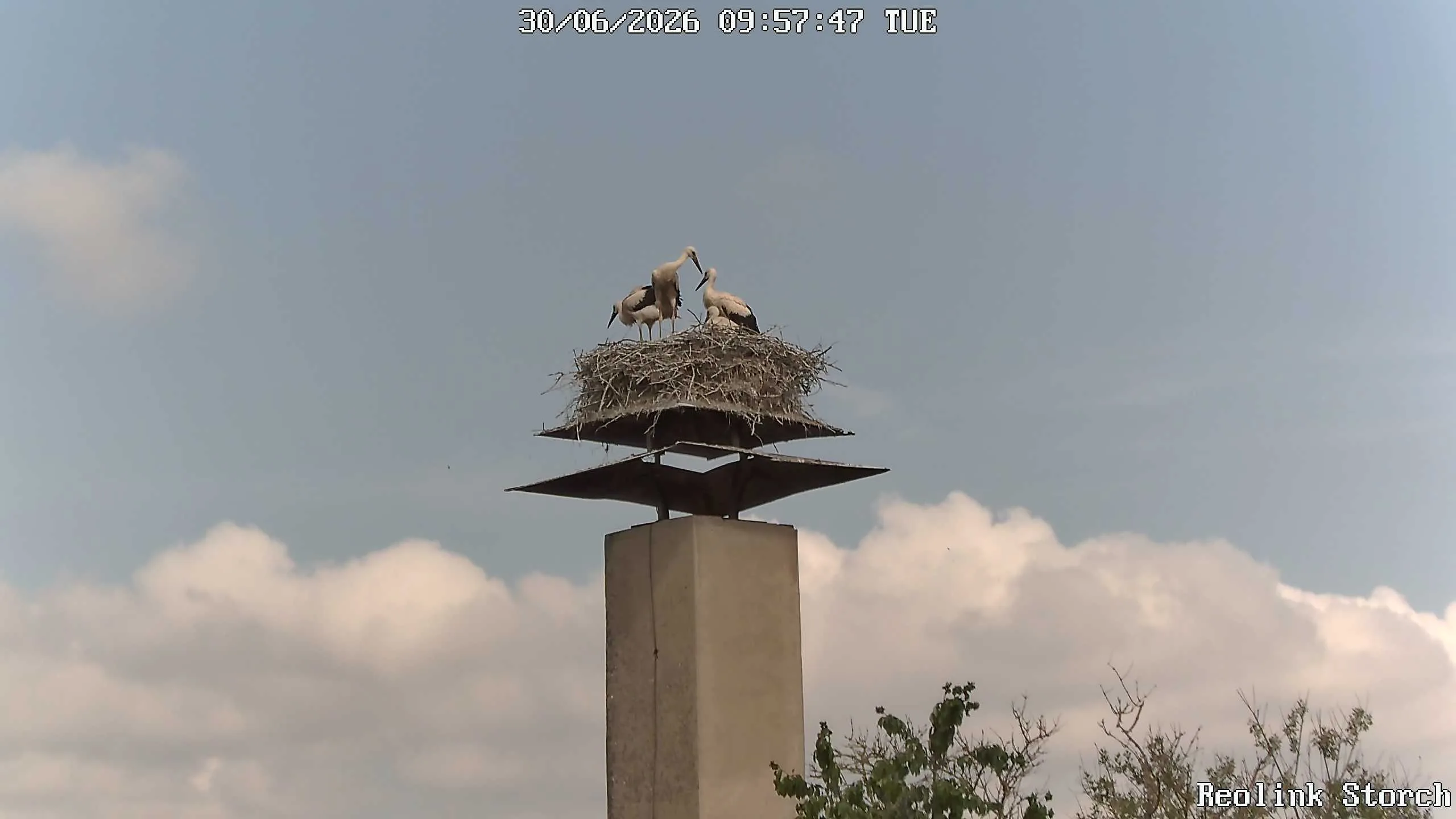 Storchencam Bild