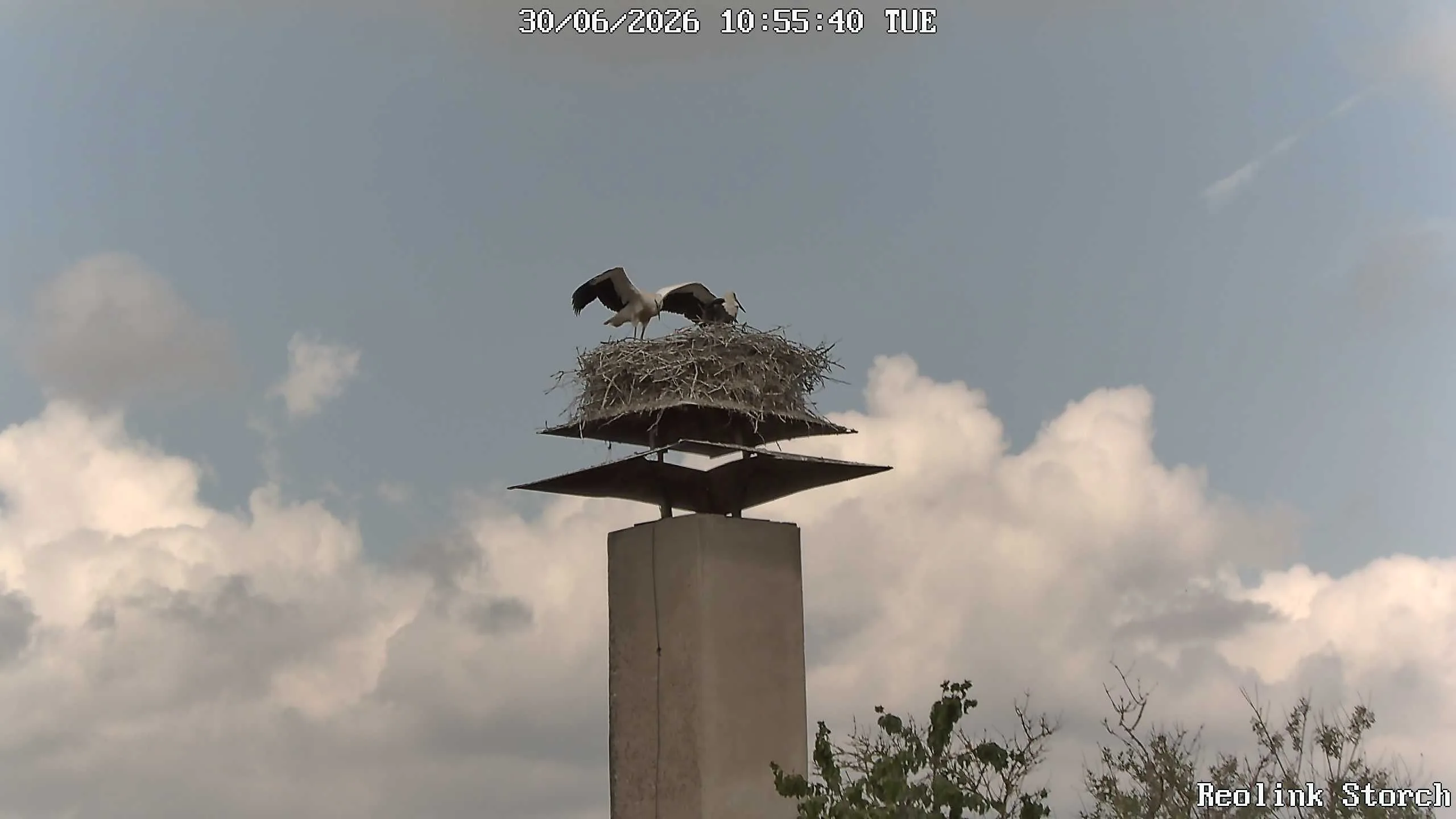Storchencam Bild