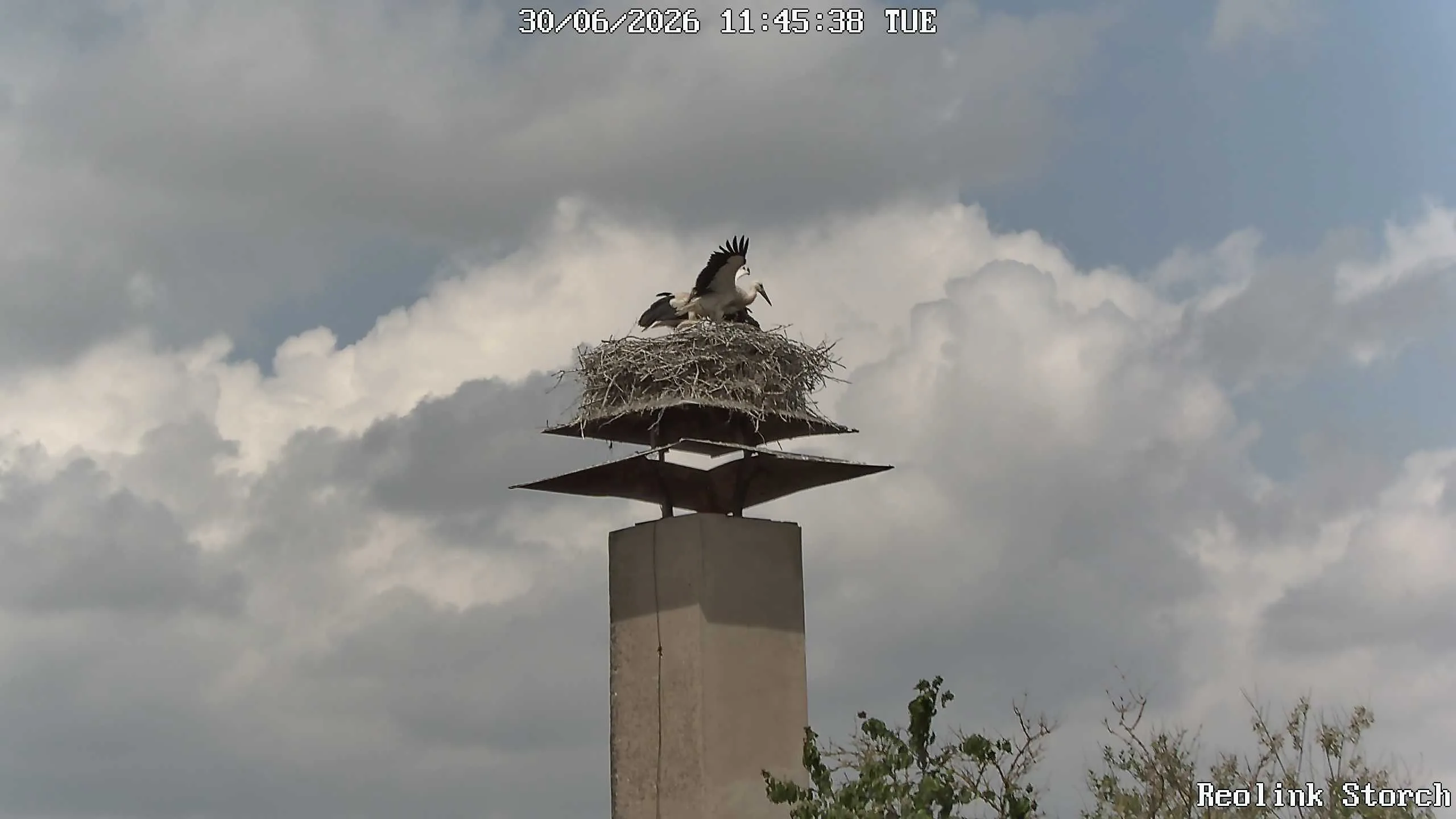 Storchencam Bild