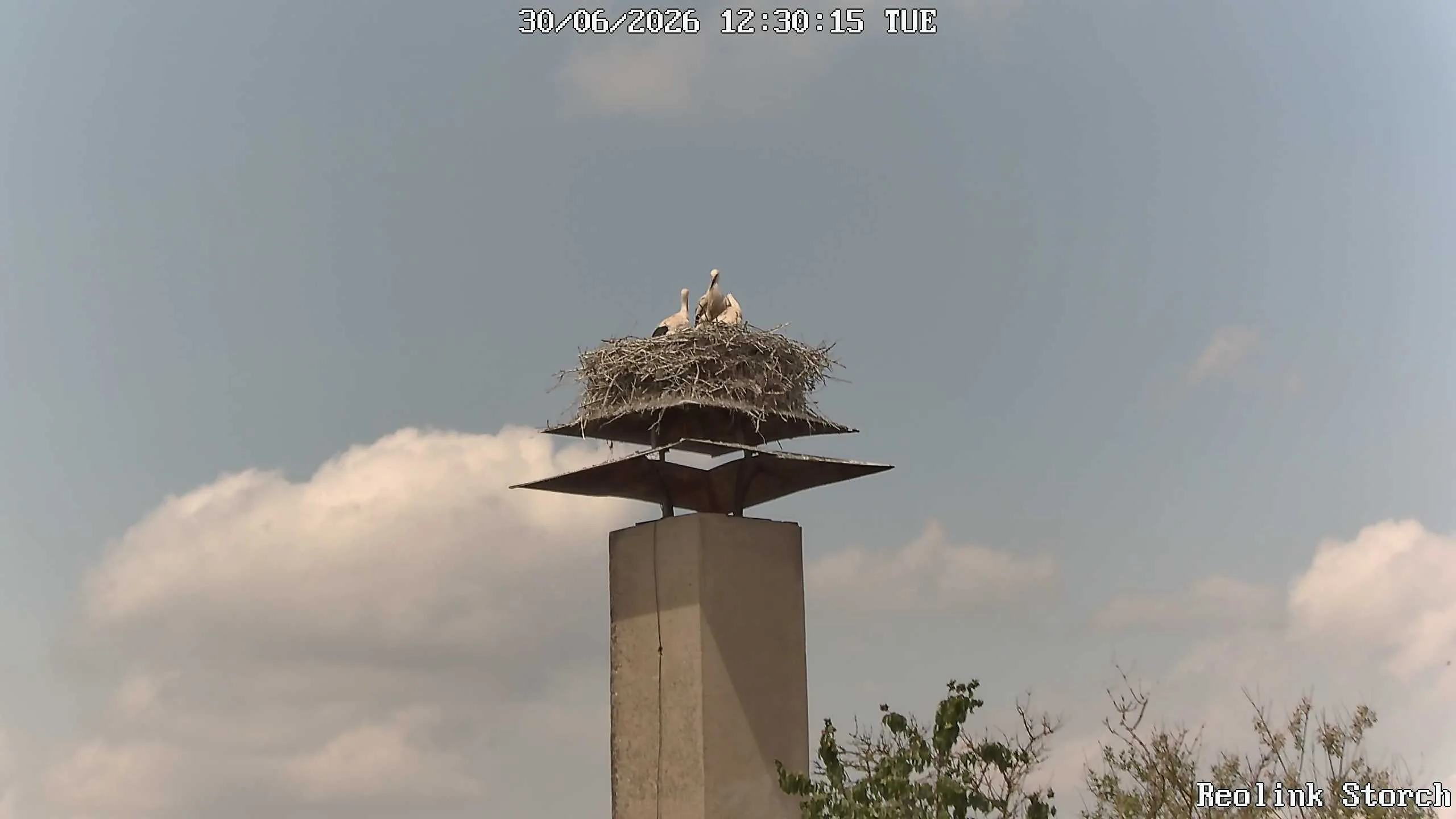 Storchencam Bild