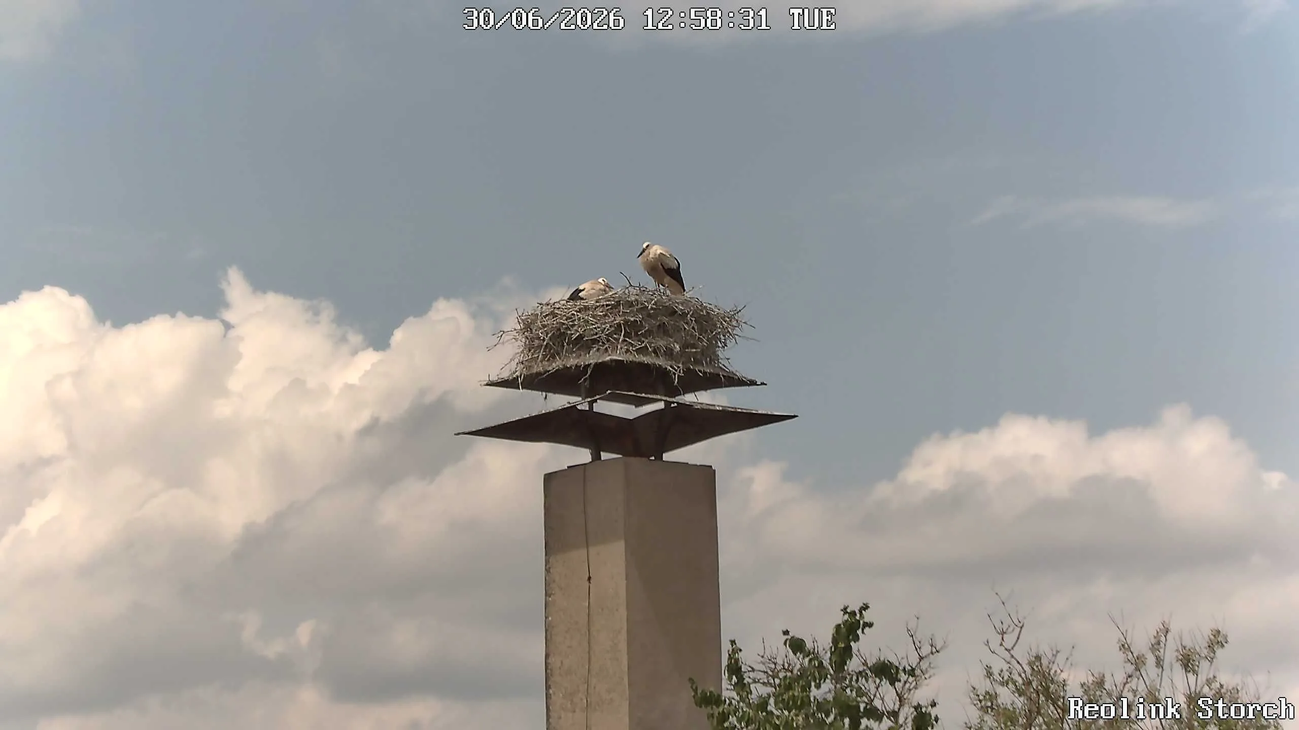 Storchencam Bild