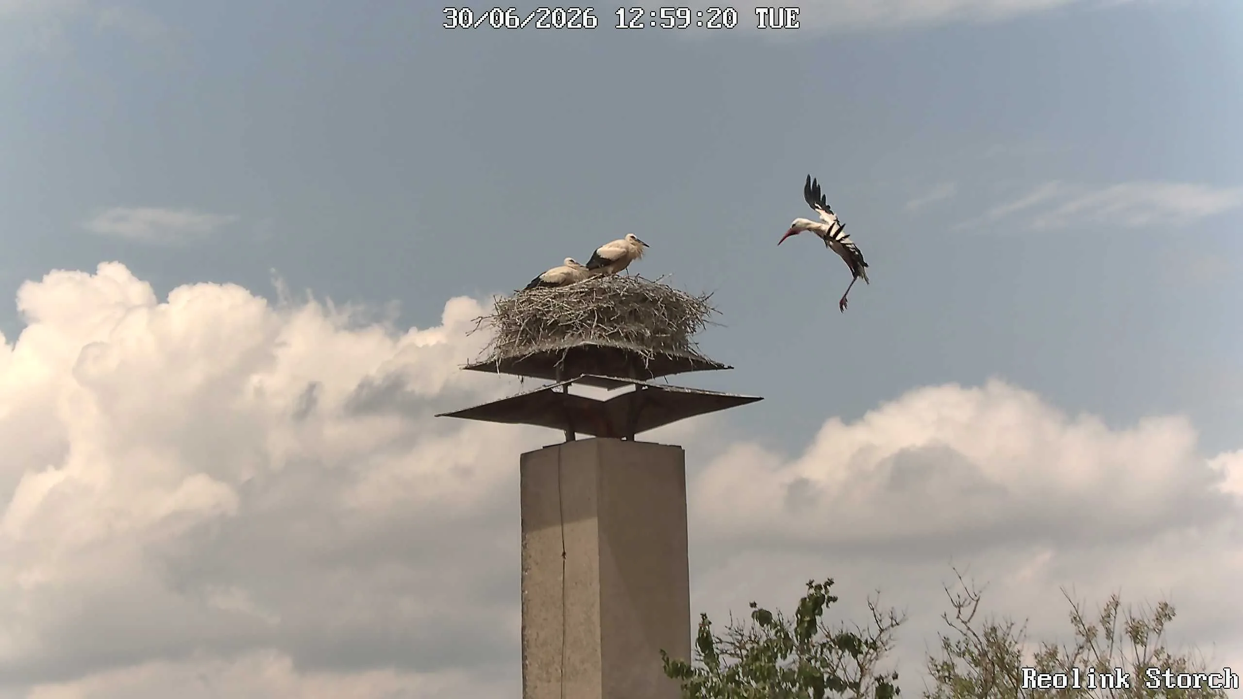 Storchencam Bild