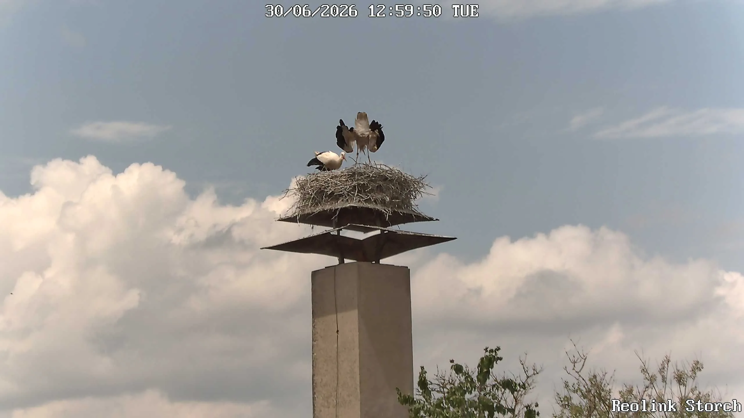 Storchencam Bild