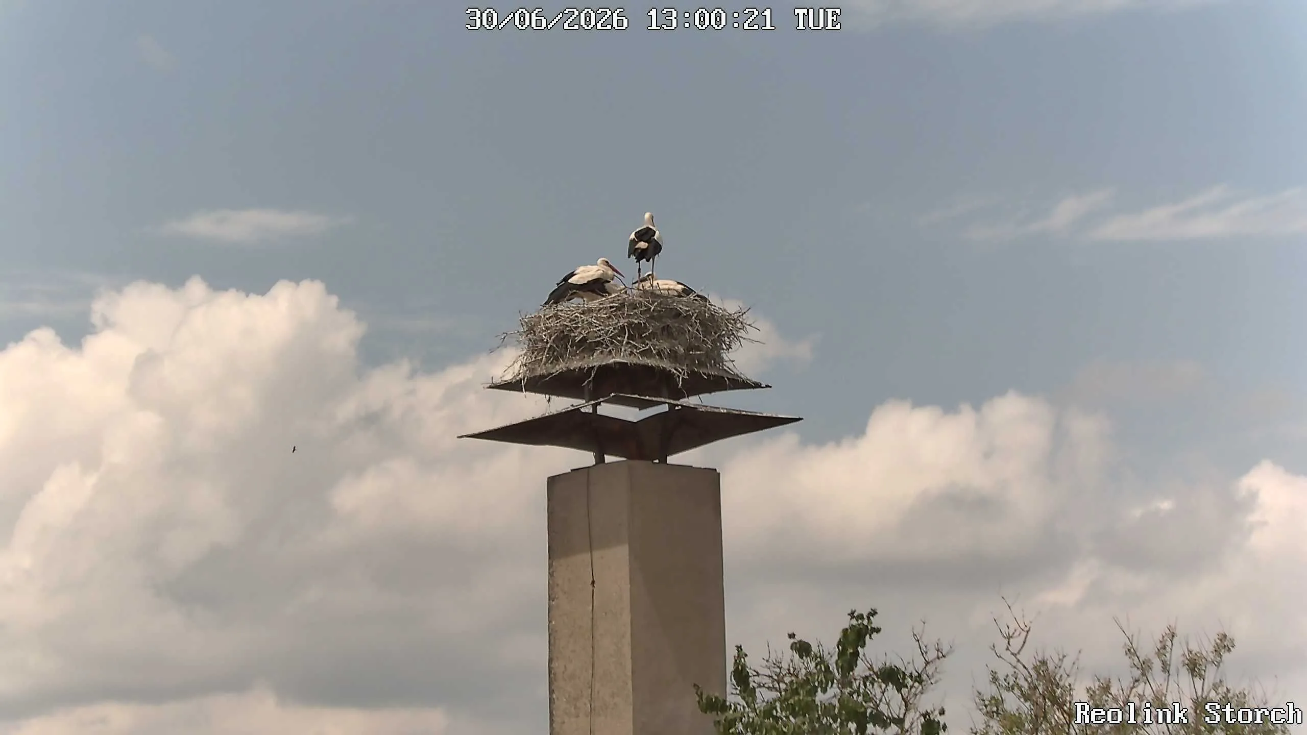 Storchencam Bild