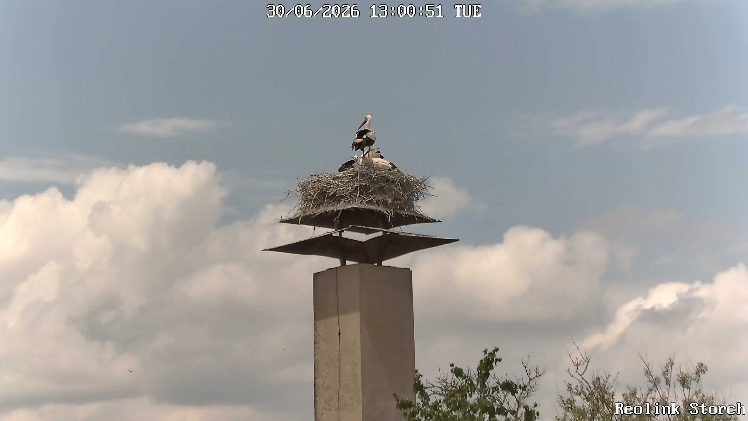Storchencam Bild