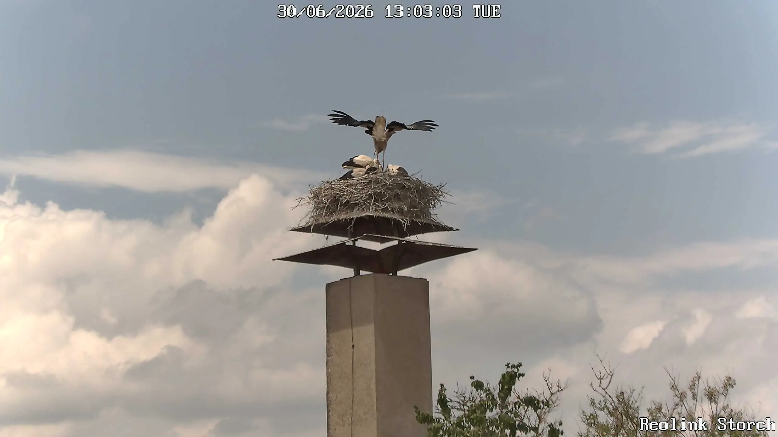 Storchencam Bild