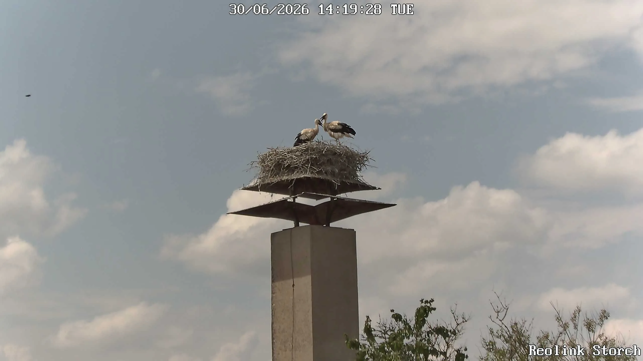 Storchencam Bild