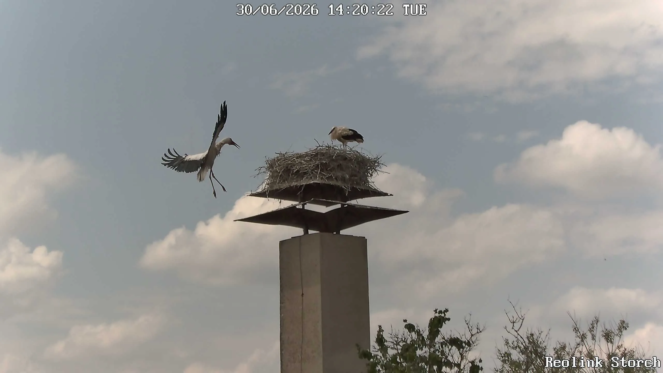 Storchencam Bild
