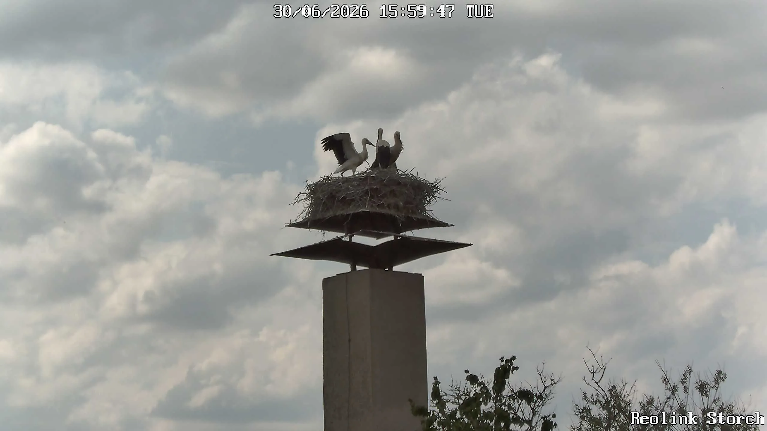 Storchencam Bild