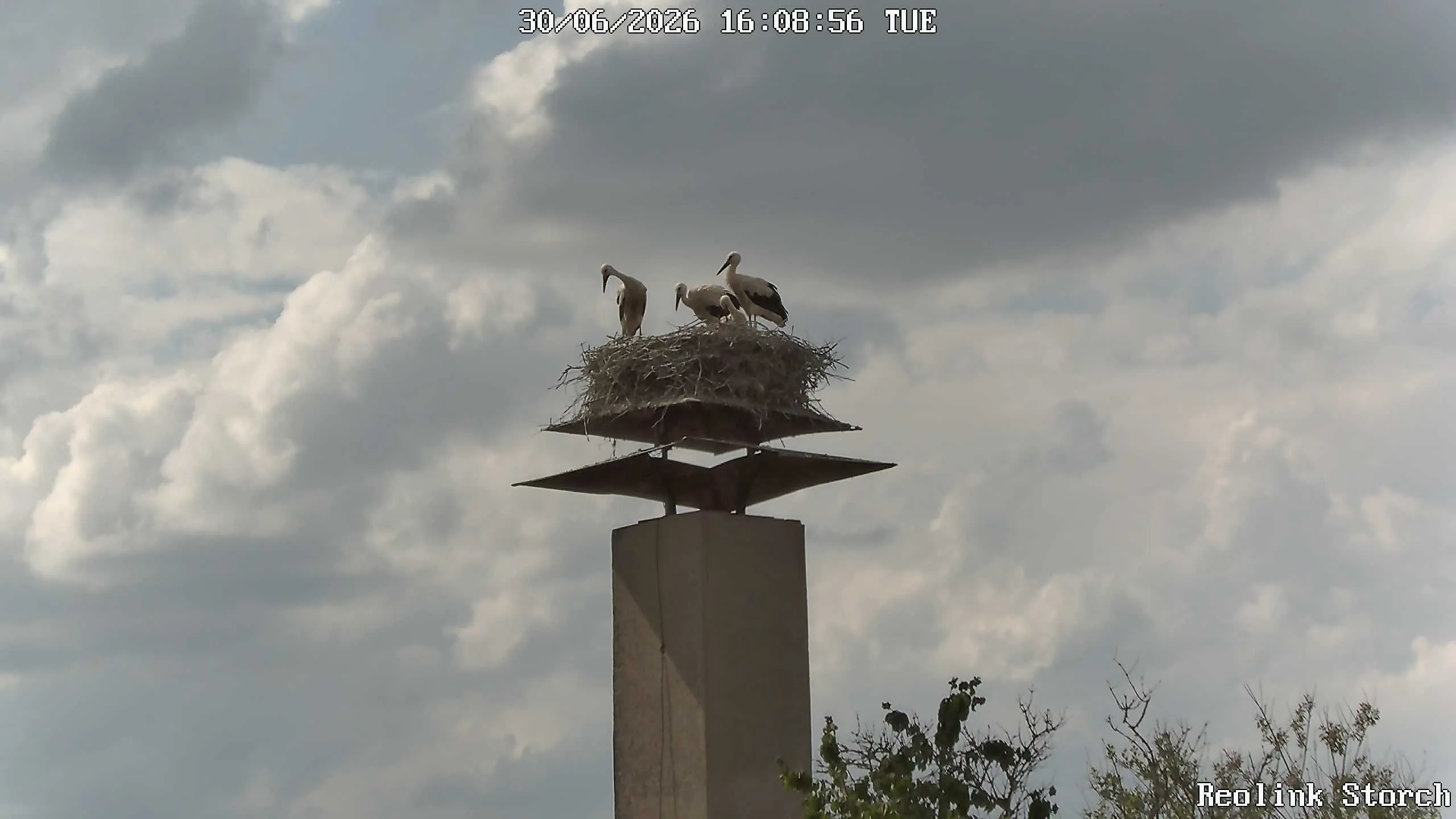 Storchencam Bild