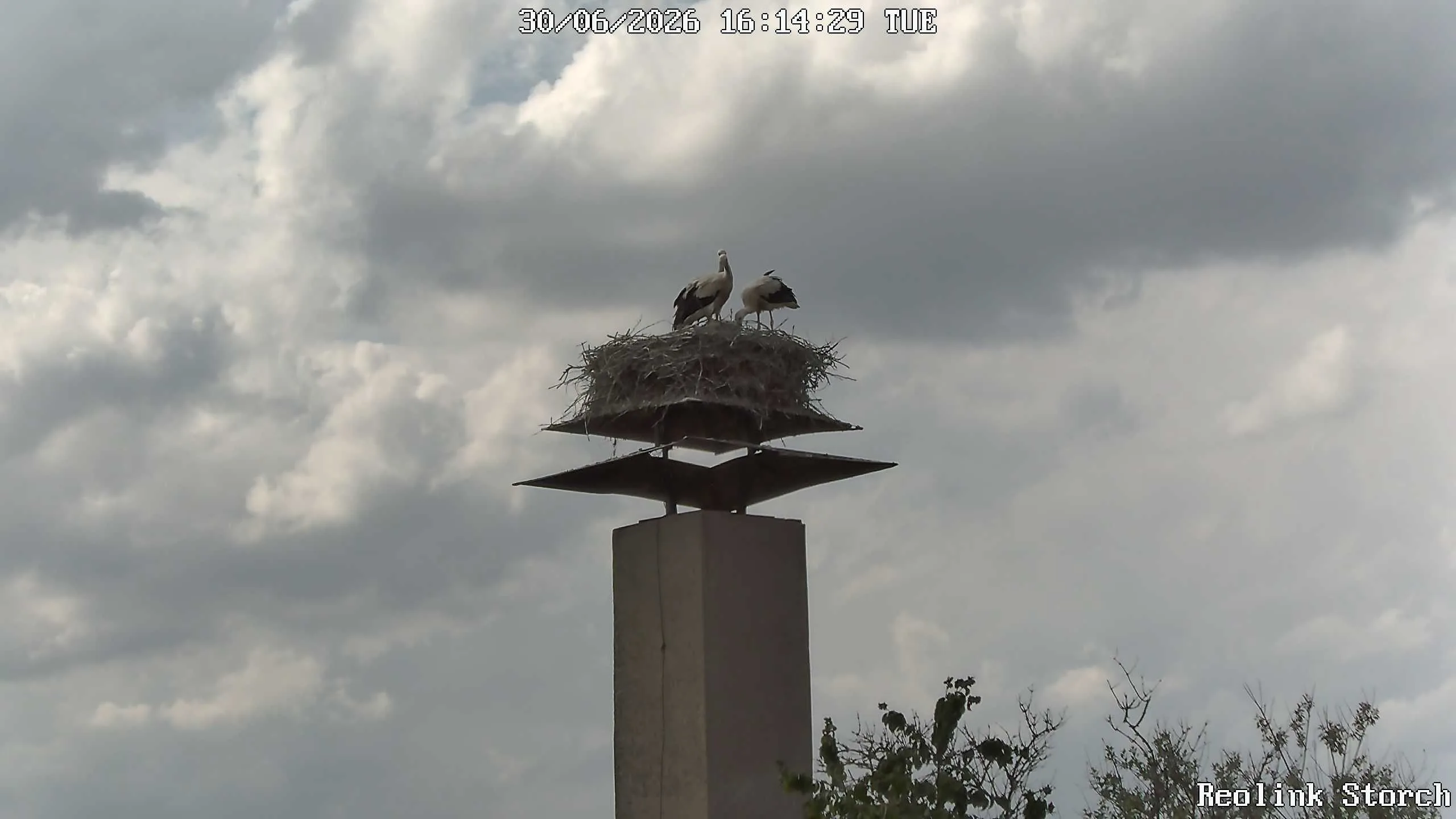 Storchencam Bild